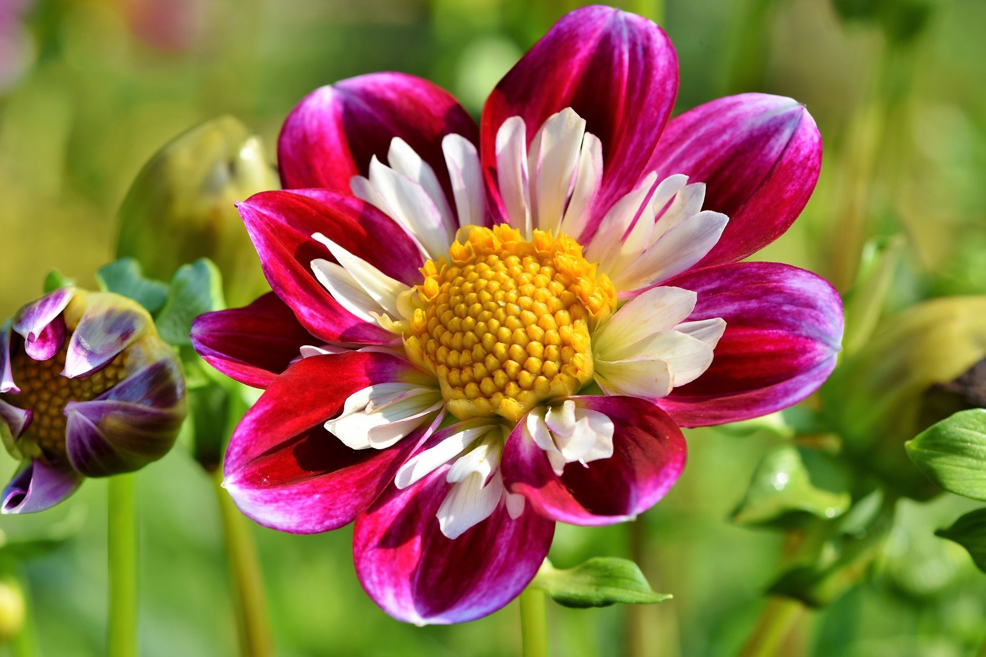 1920x1280 Zinnia HD Wallpaper and Background
