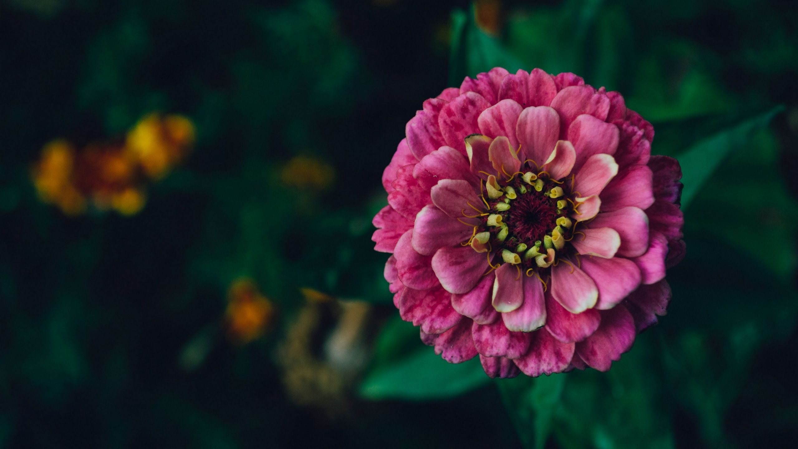 2560x1440 Wallpaper / zinnia, flower, pink, plant, decorative, 4k free download