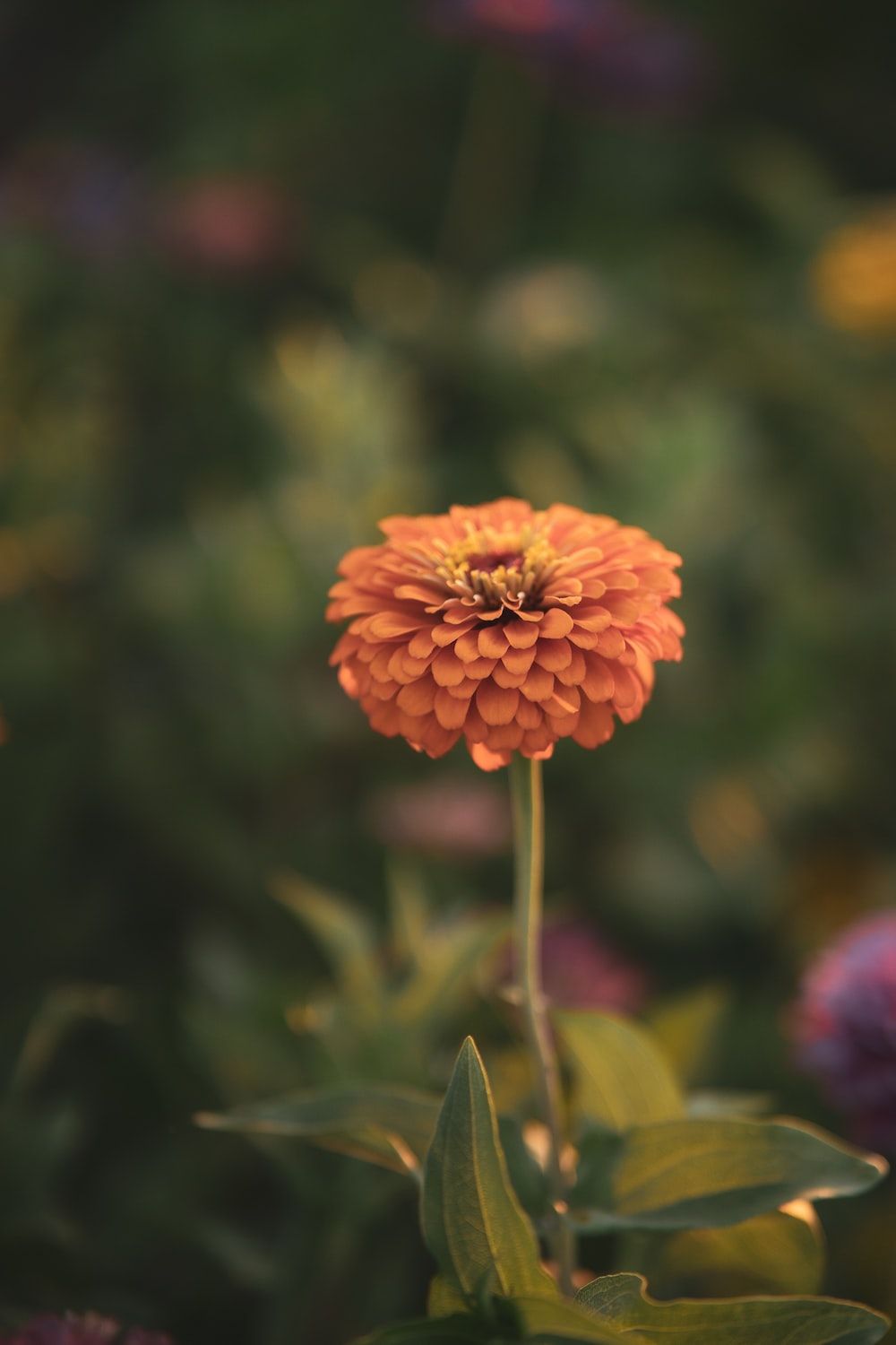 Spectacular Zinnia Seedlings Image Art Spectacular Zinnia Seedlings Image Art