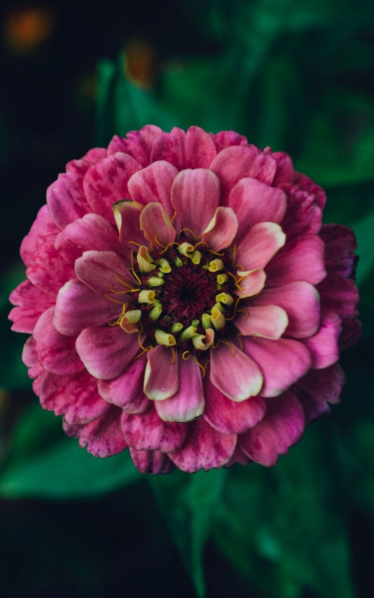 Mesmerizing Zowie Zinnia Image Art Mesmerizing Zowie Zinnia Image Art