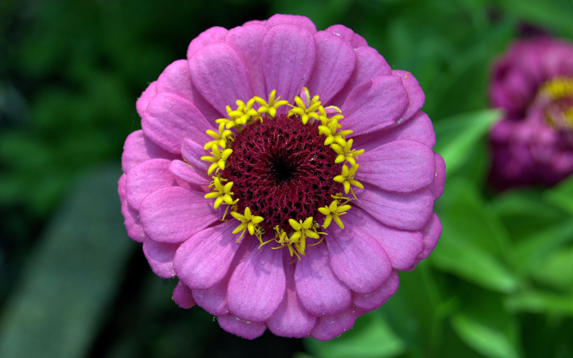 High-Quality Zinnia Seedlings Moment Collection High-Quality Zinnia Seedlings Moment Collection