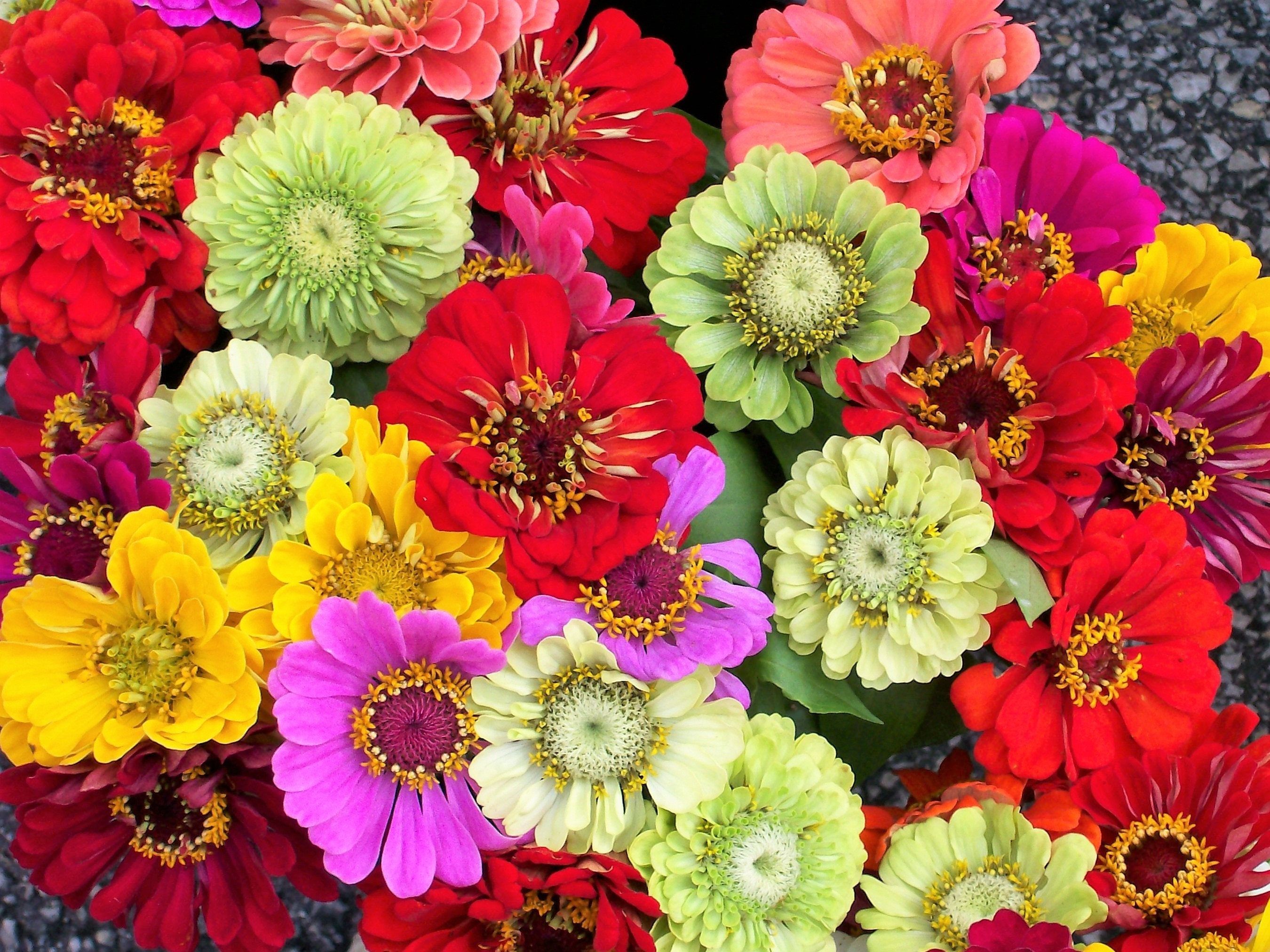 Artistic Zinnia Seedlings Capture Collection Artistic Zinnia Seedlings Capture Collection
