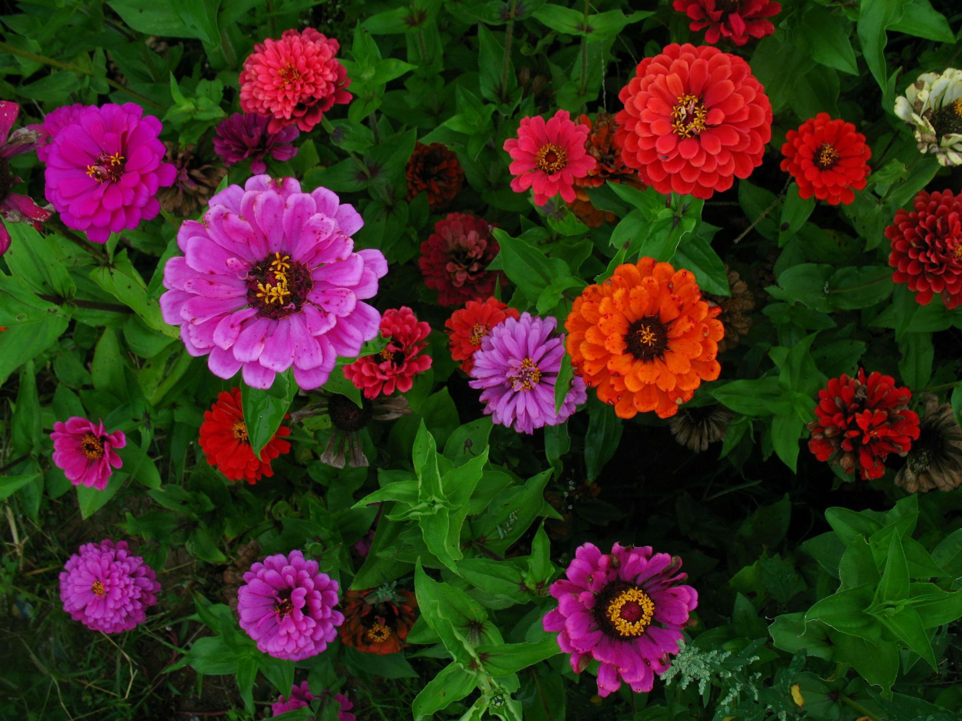 1920x1440 Zinnia Retro Wallpaper