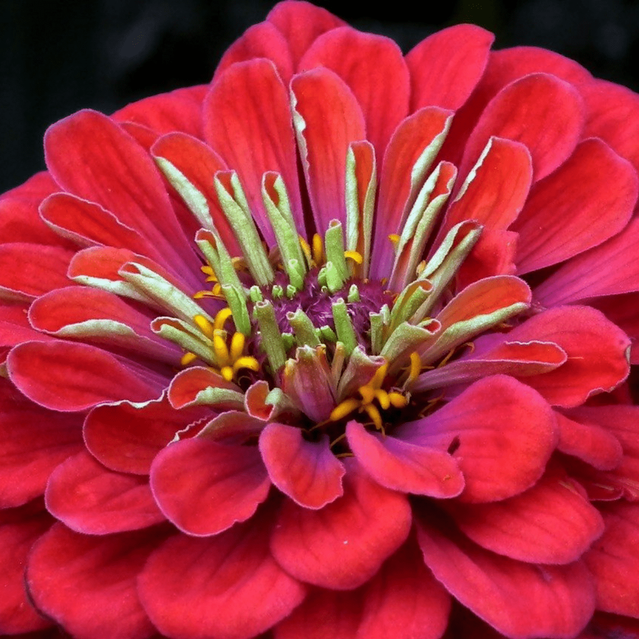 Crisp Zinnia Seedlings Abstract Digital Art Crisp Zinnia Seedlings Abstract Digital Art