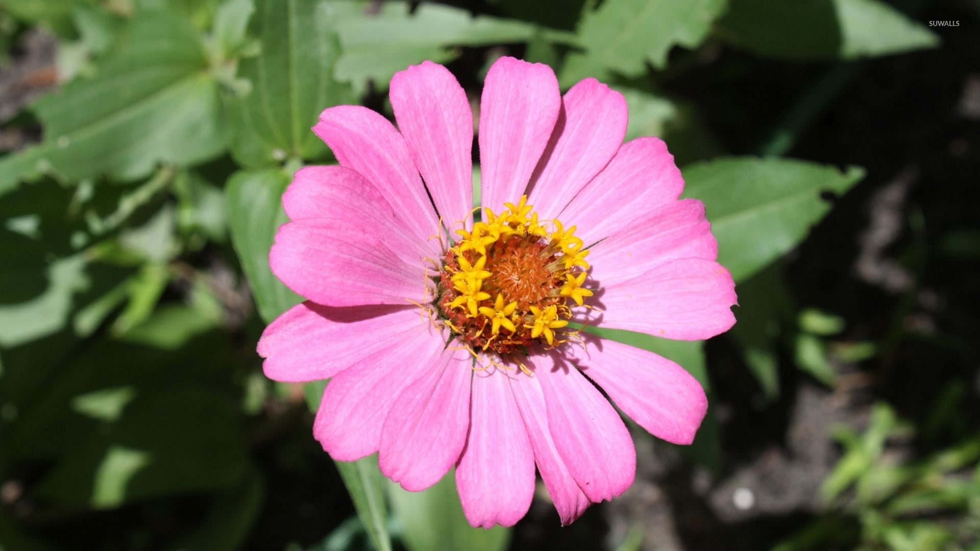 Zinnia Wallpapers - Top Free Zinnia Backgrounds - WallpaperAccess