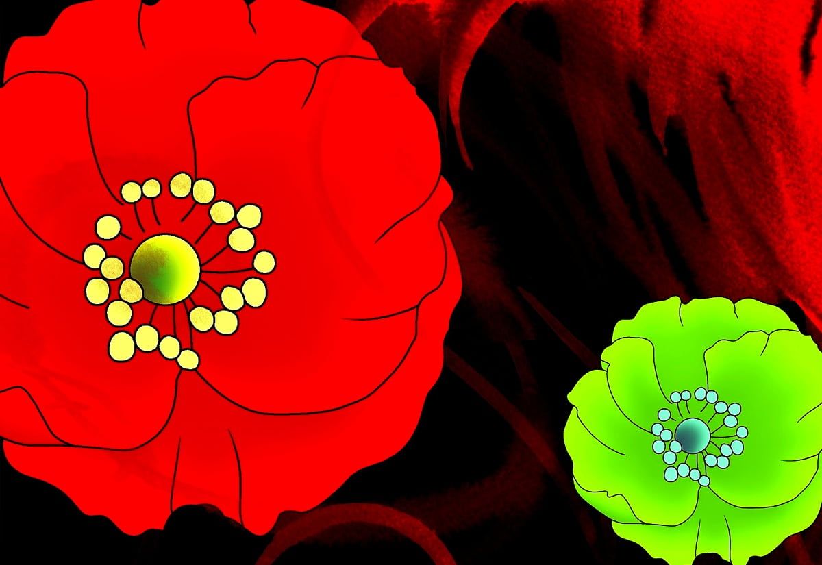 1200x825 Zinnia wallpaper HD. Download Free background