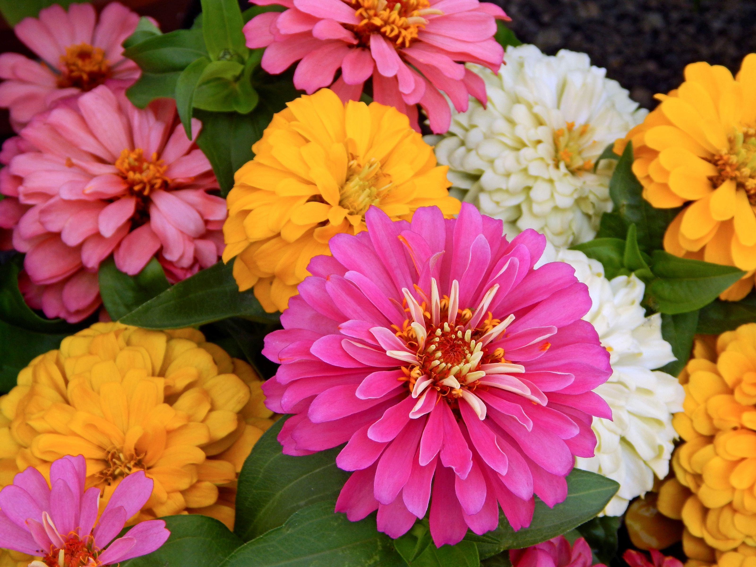 3200x2400 Even More Zinnia by trixxie17 Desktop Wallpaper