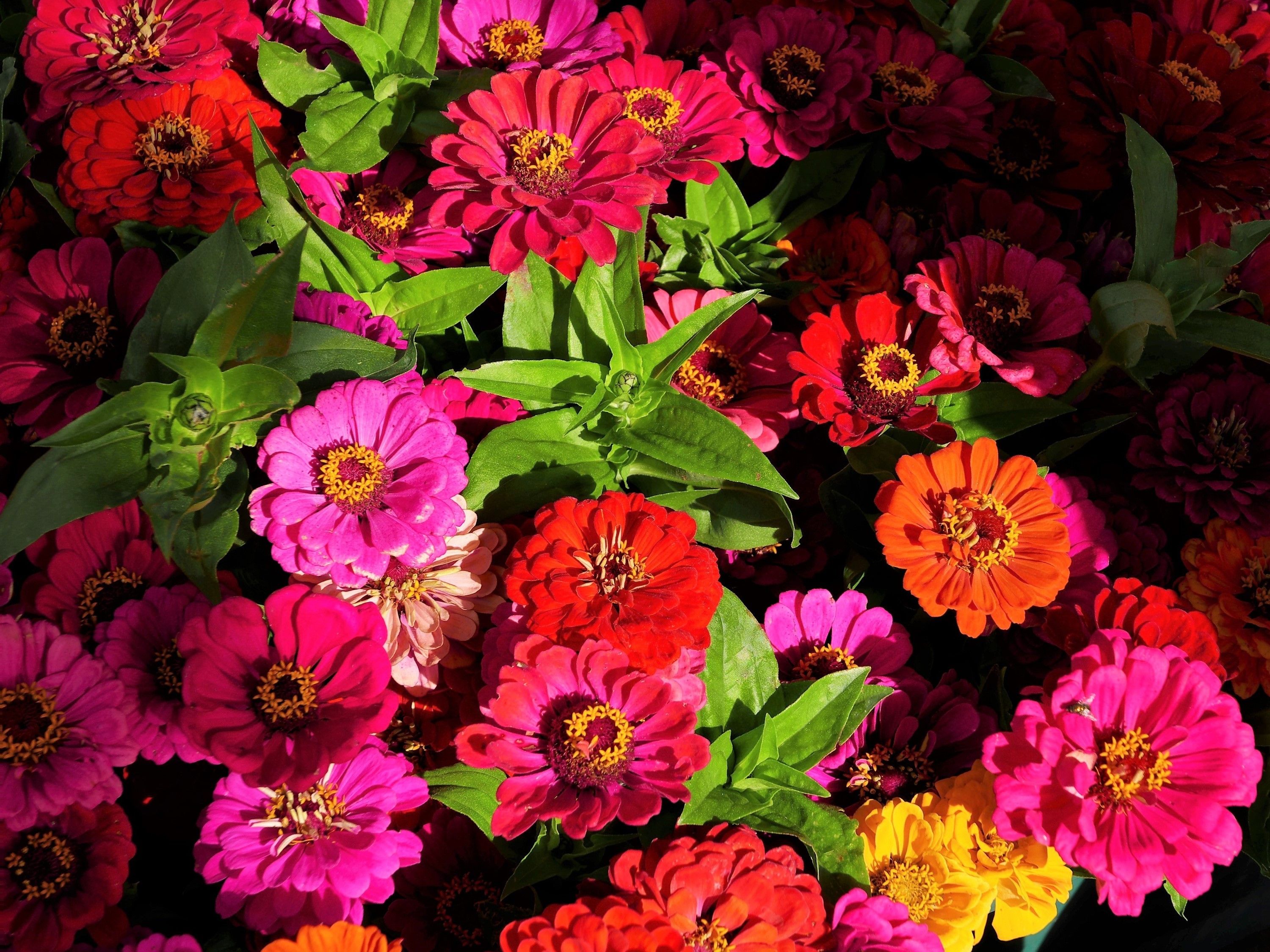 3000x2250 Zinnia, Closeup, Multicolor Gallery HD Wallpaper