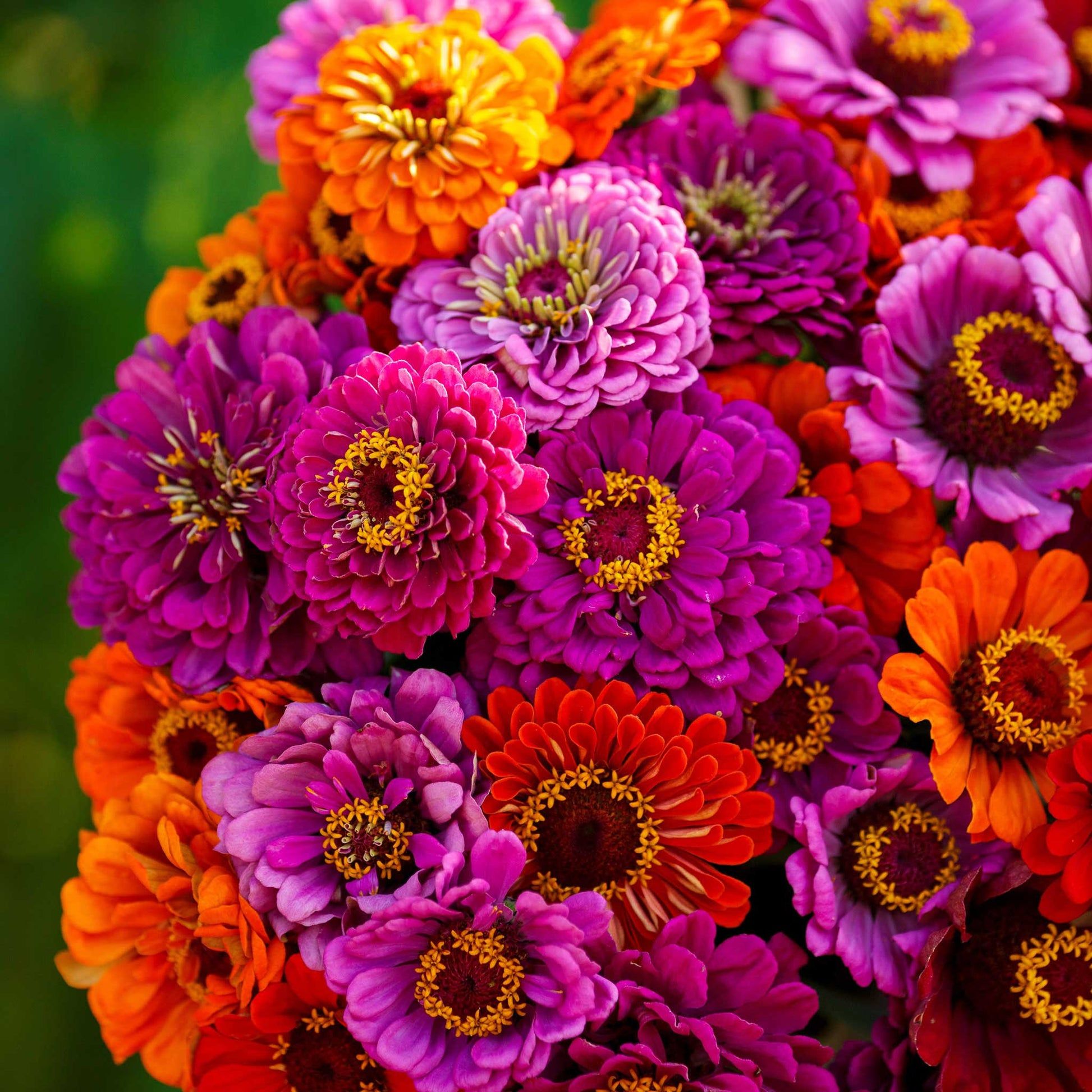 1946x1946 Zinnia Seeds Dream Mix. Flower Seeds in Packets & Bulk