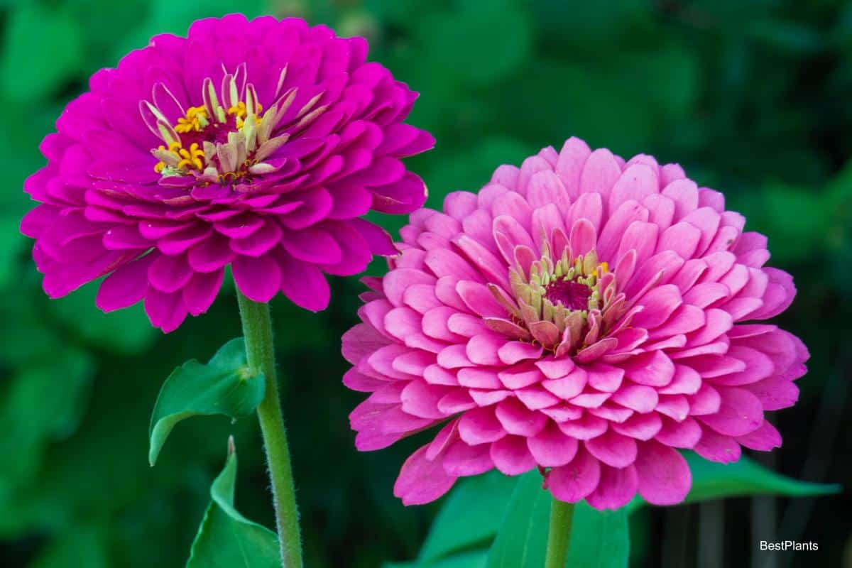 1200x800 Do You Know The History Of Zinnia Flowers?