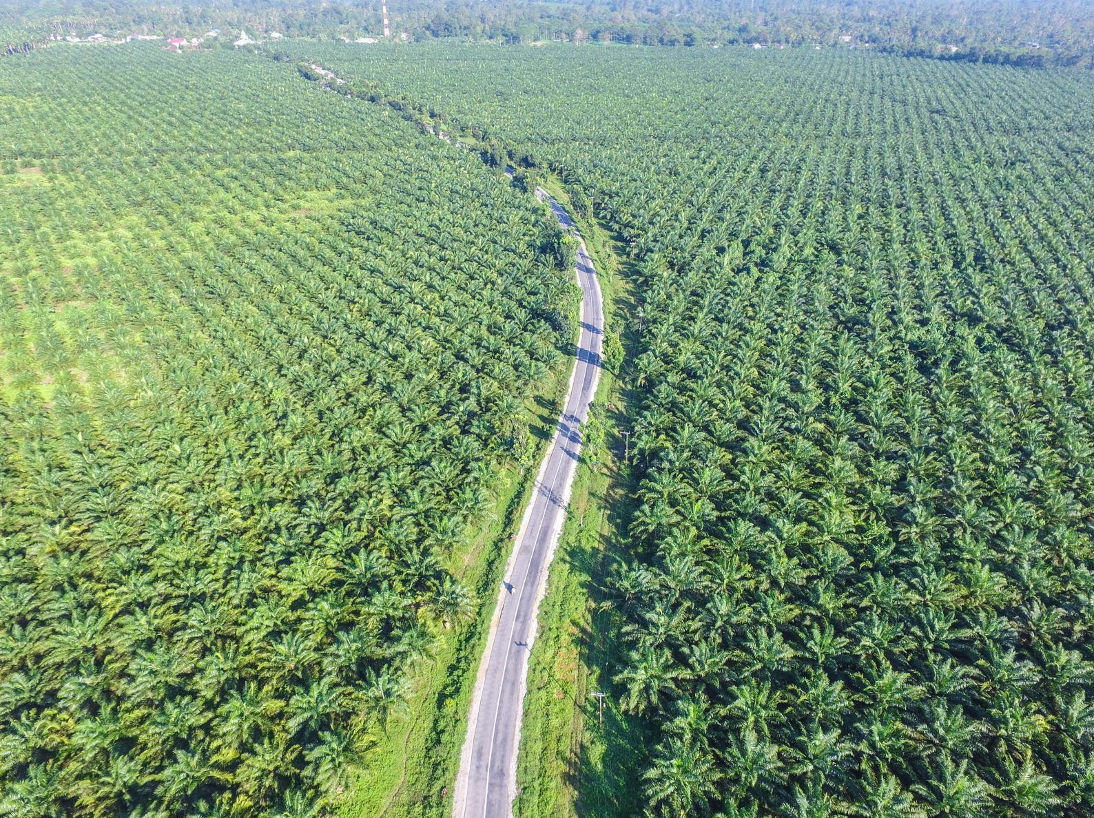 How sustainable palm oil helps decrease deforestation