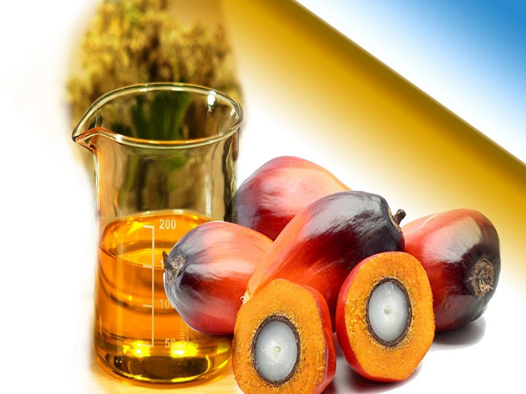 Palm Oil Wallpapers - Top Free Palm Oil Backgrounds - WallpaperAccess