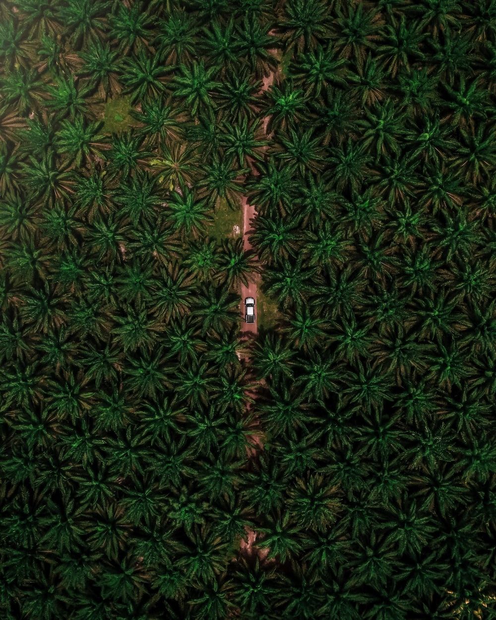 1000x1250 Palm Oil Picture. Download Free Image