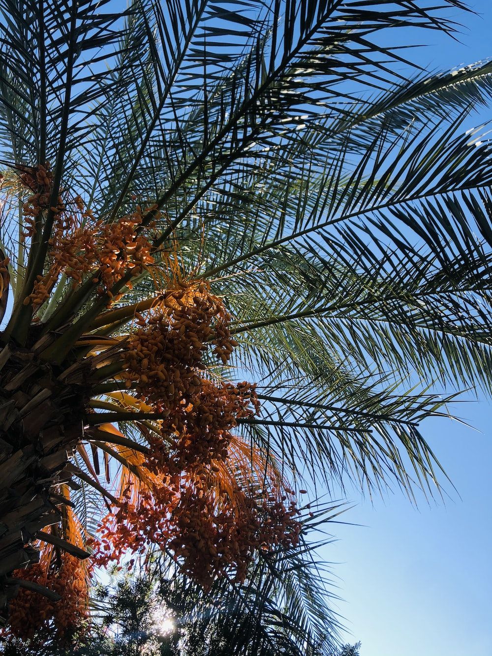 1000x1333 Palm Oil Picture. Download Free Image