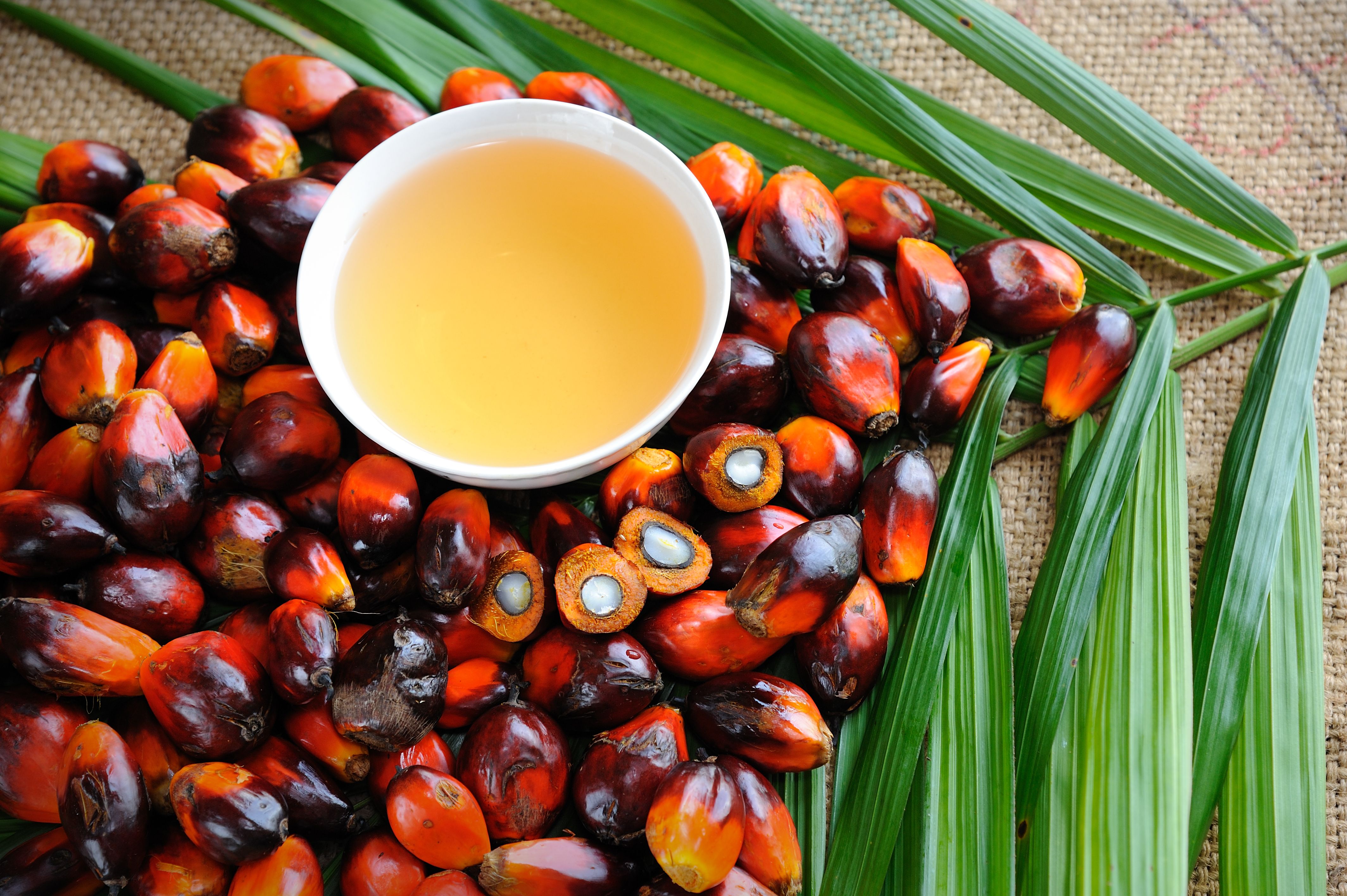 4256x2832 Palm Oil Wallpaper