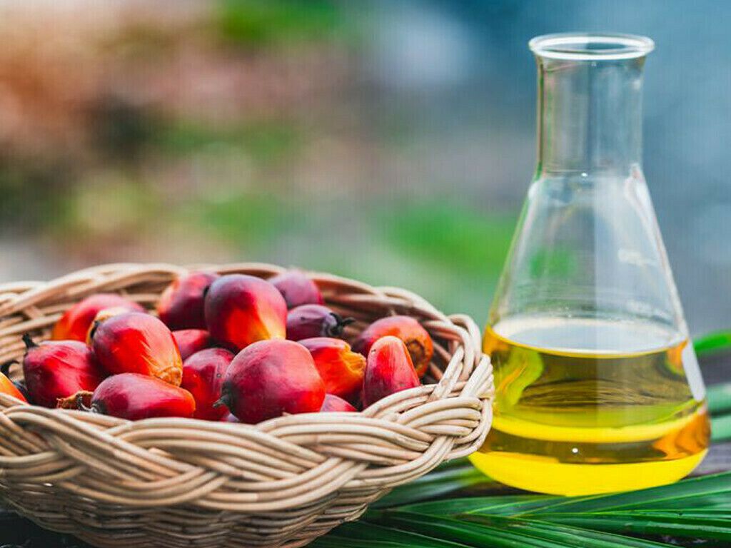 1024x768 Palm oil inches higher as Indonesia's export ban prolongs