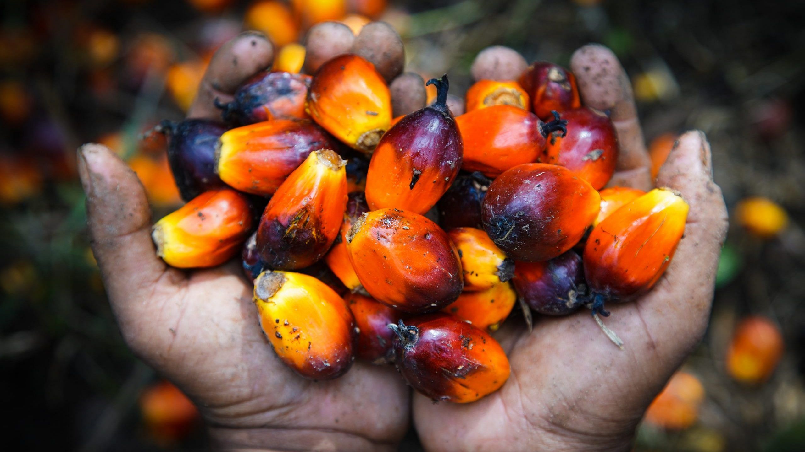 2560x1440 How palm oil became the world's most hated and most used fat source