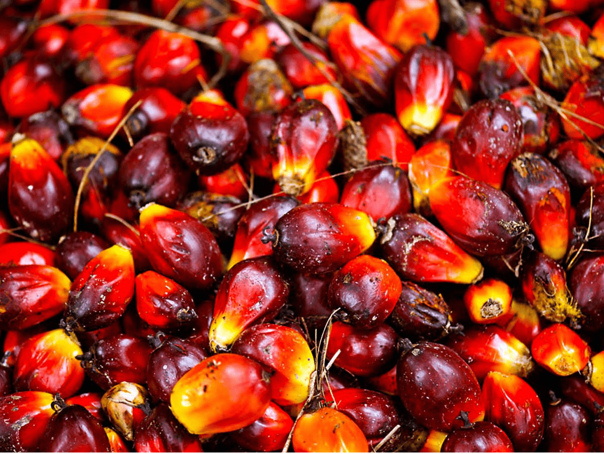 1203x904 Is Red Palm Oil for Good for Parrots?