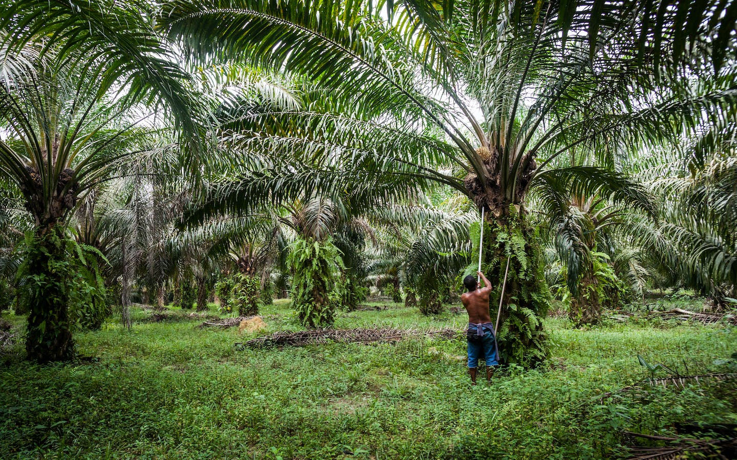 1440x900 Sustainable Palm Oil