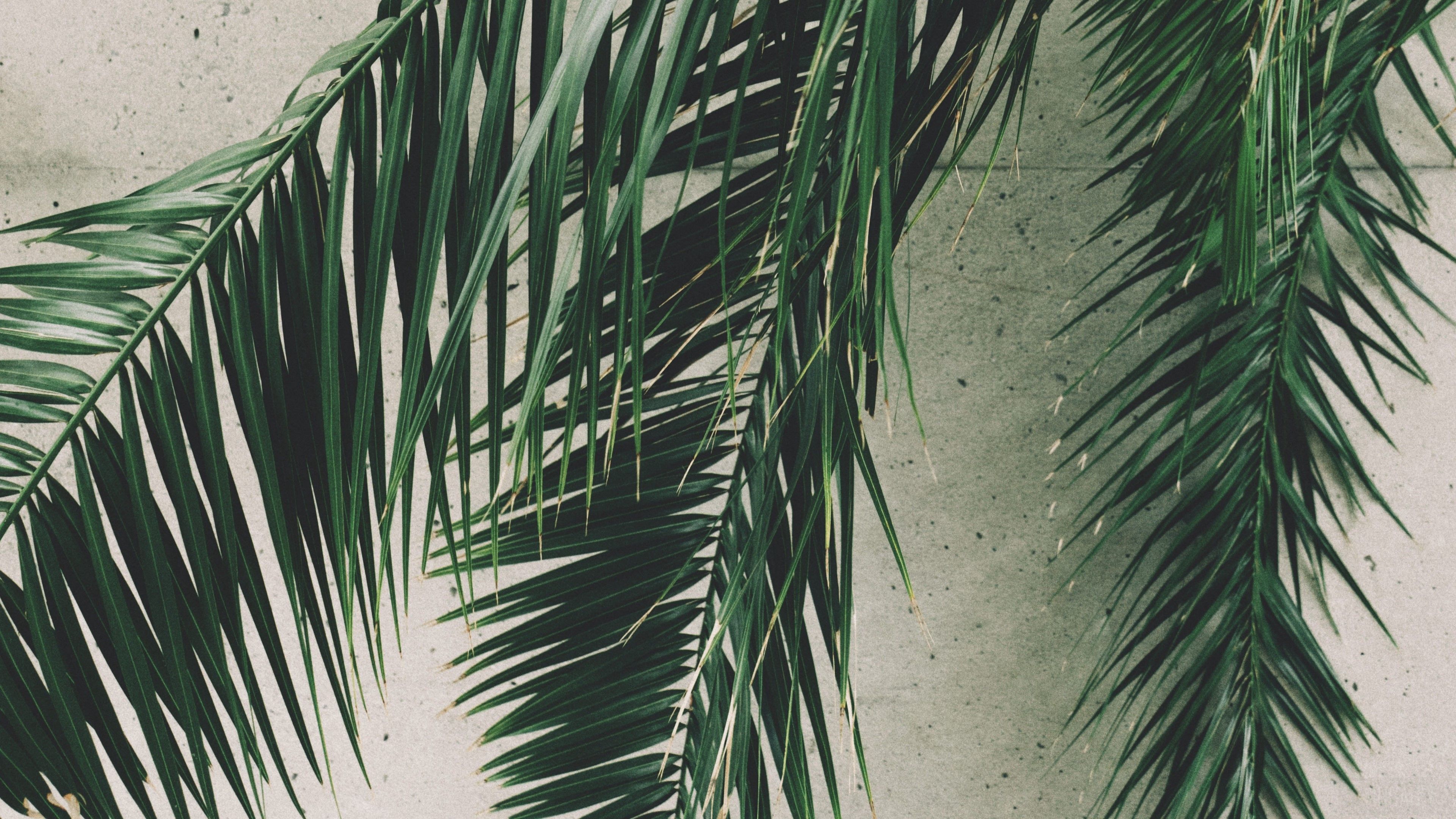 3840x2160 leaves, palm, branches, wall 4k Gallery HD Wallpaper