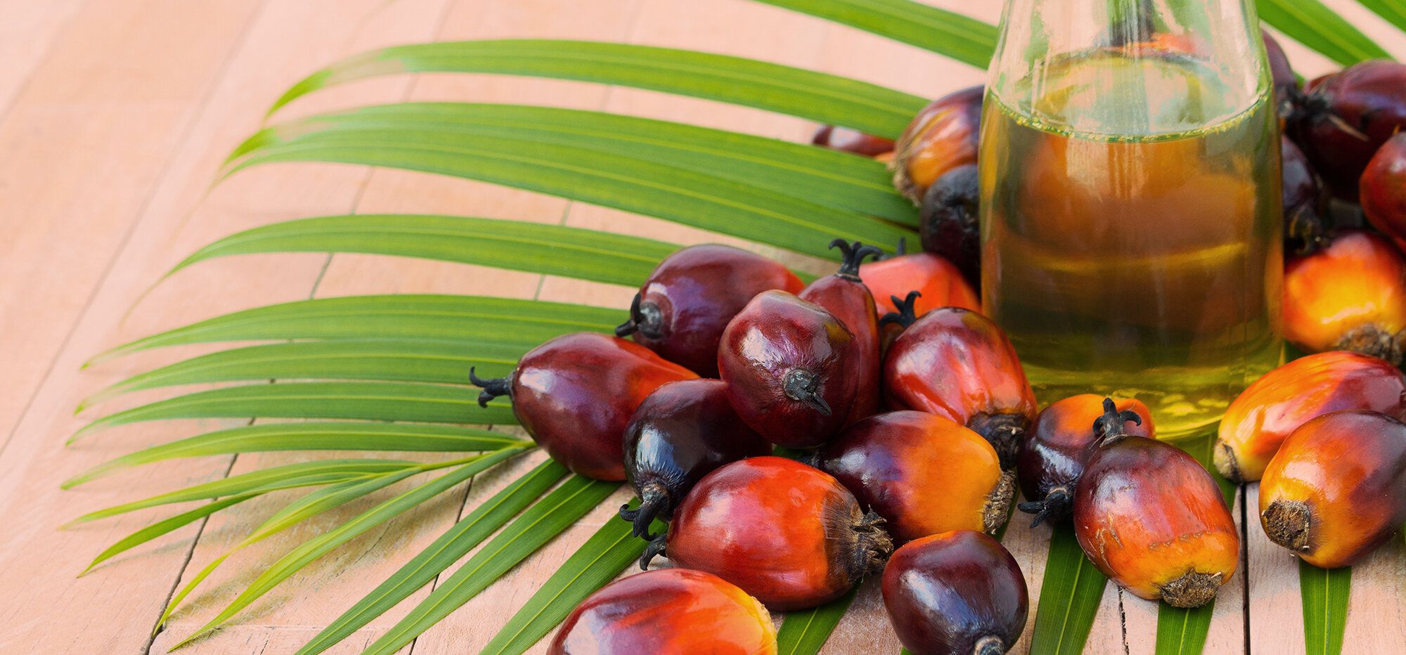 Palm Oil Wallpapers - Top Free Palm Oil Backgrounds - WallpaperAccess