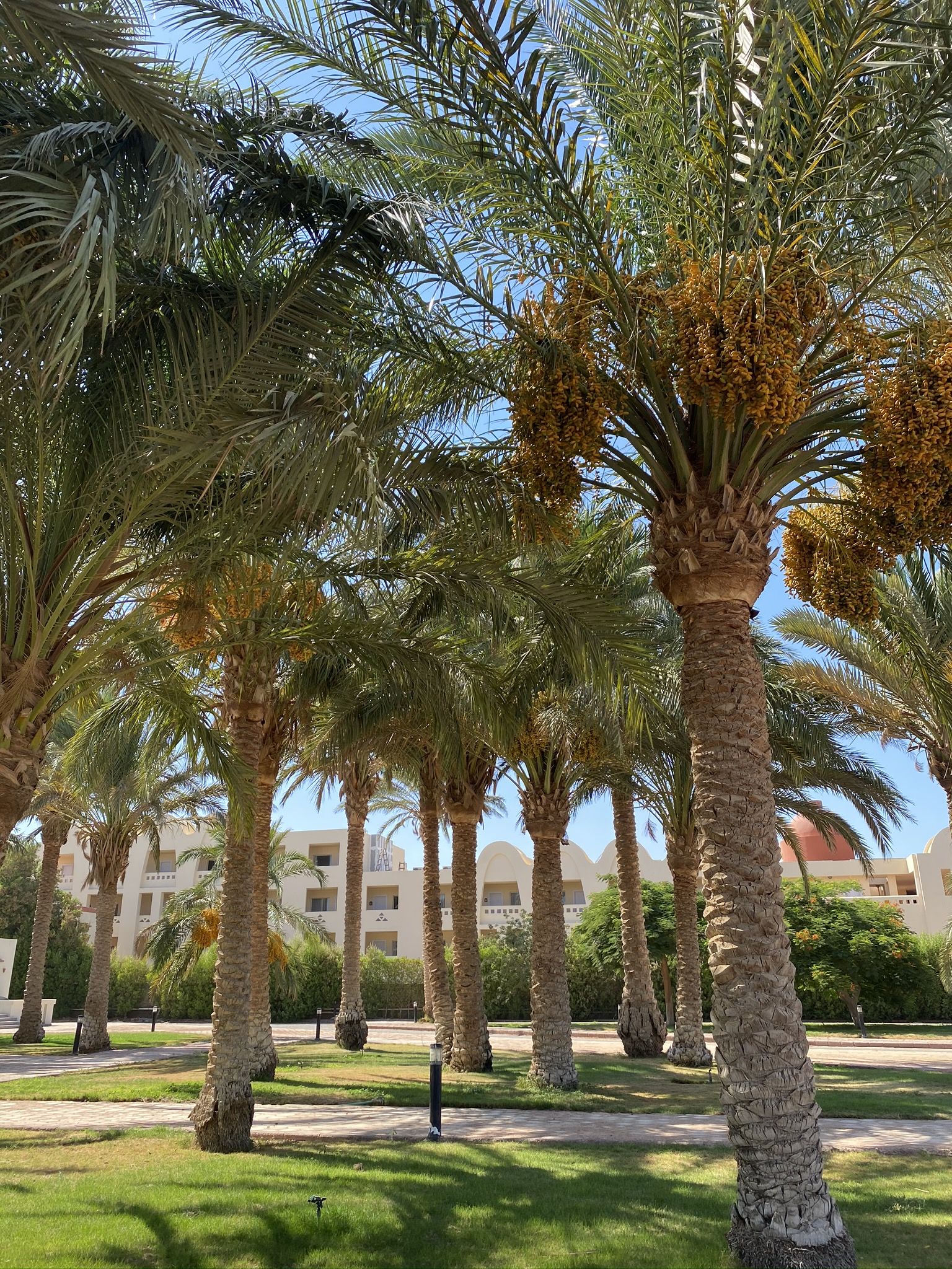 1536x2048 Wallpaper Date Palm, Oil Palms, Babassu, Plant, Tree, Background Free Image