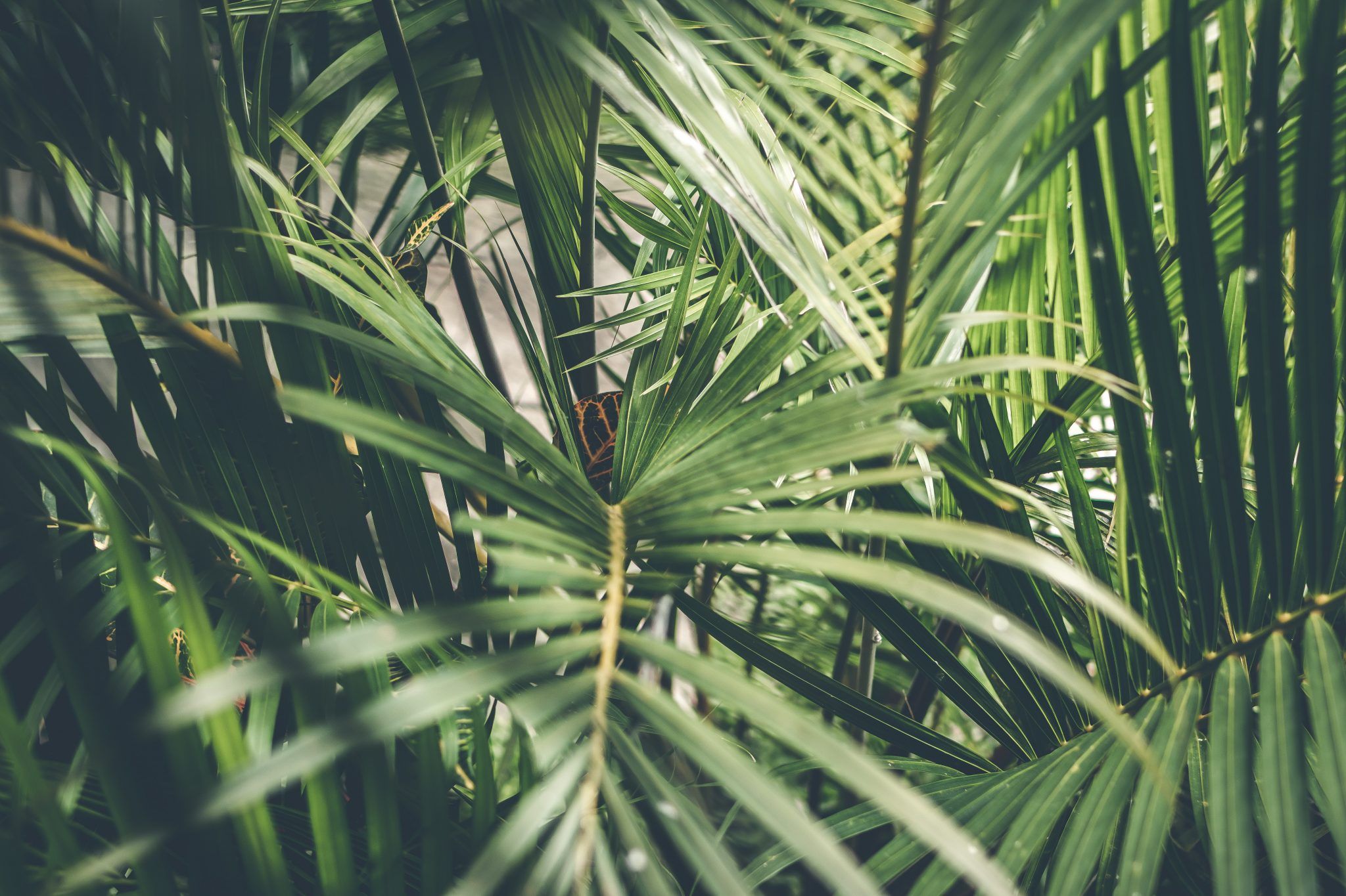 2048x1365 EVERYTHING YOU NEED TO KNOW ABOUT PALM OIL, IN CELEBRATION OF INTERNATIONAL ORANGUTAN DAY