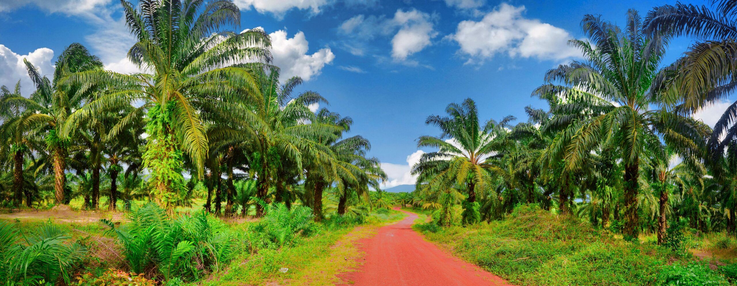 Palm Oil Wallpapers - Top Free Palm Oil Backgrounds - WallpaperAccess