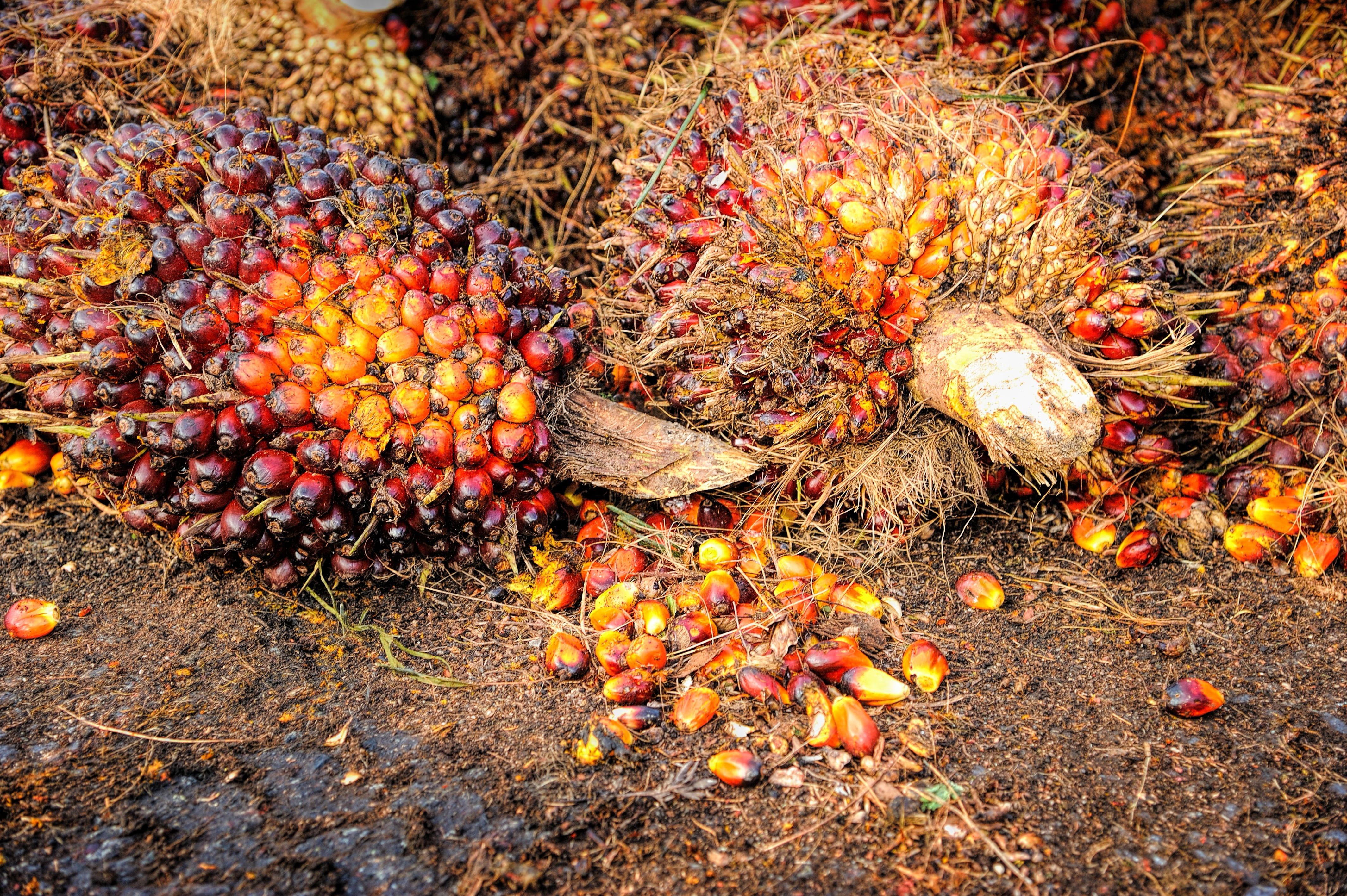 4256x2832 palm oil 1080P, 2k, 4k Full HD Wallpaper, Background Free Download