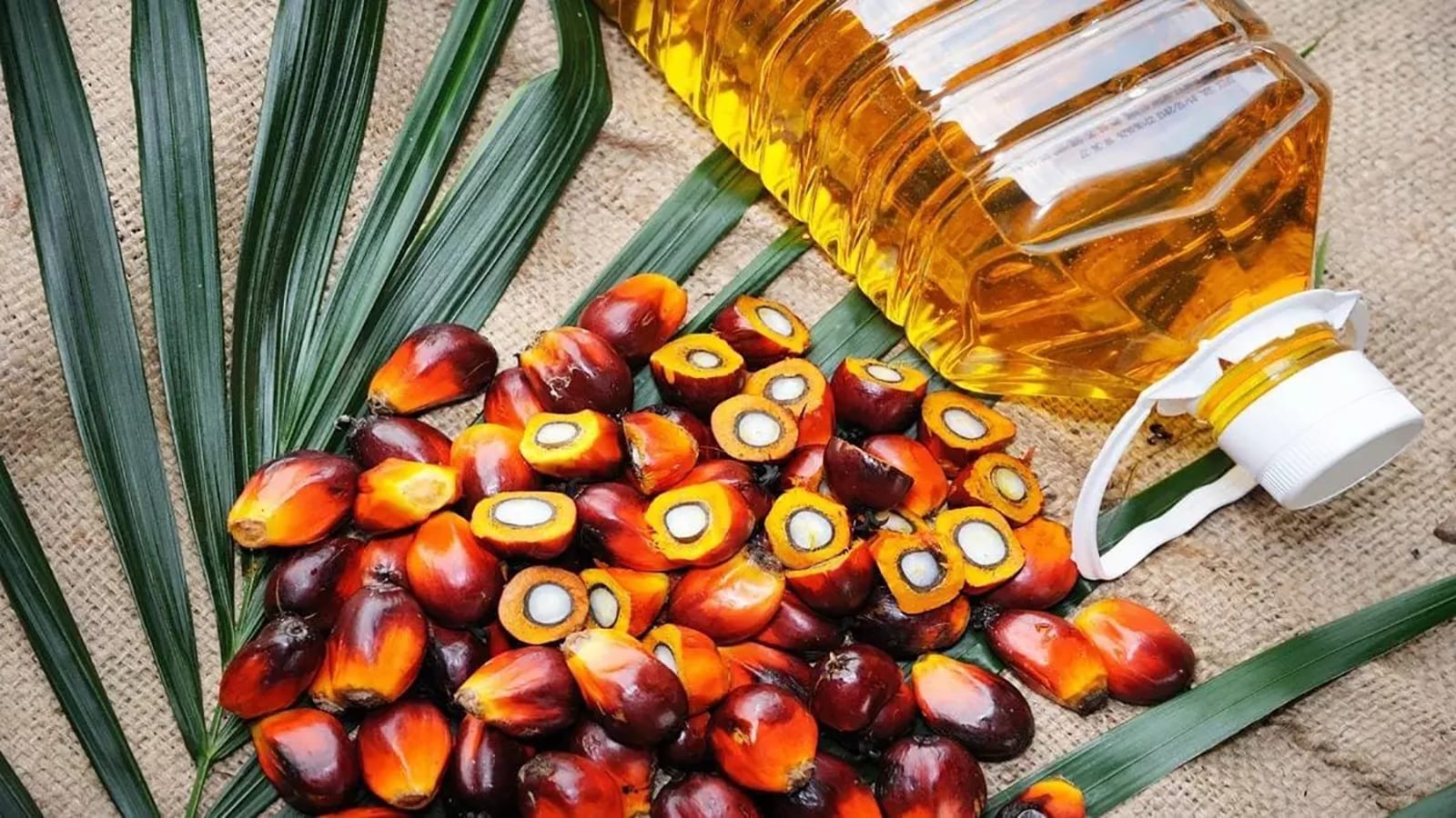 1600x900 Agric firms' earnings soar on higher palm oil prices. Food Business Africa Magazine