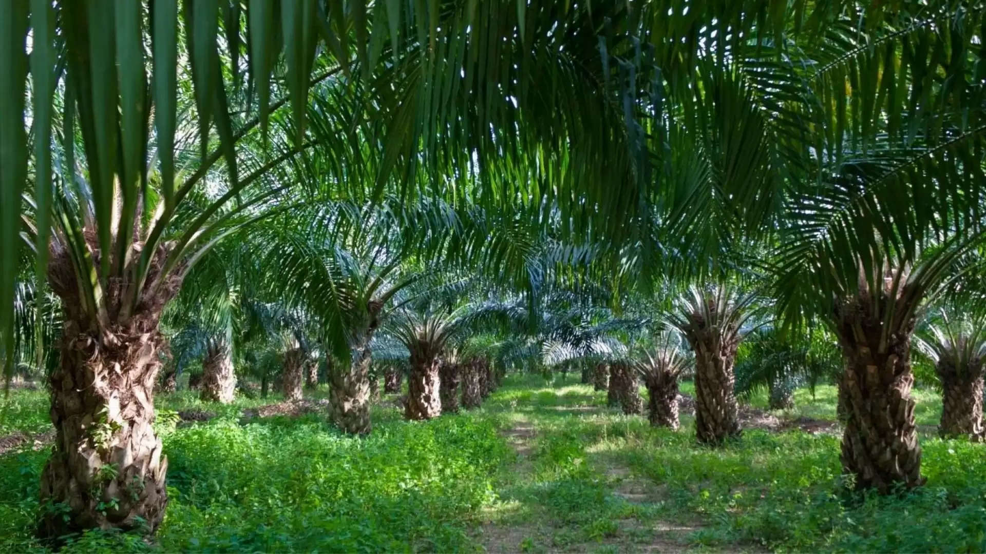 1920x1080 Centre move to boost oil palm plantation draws flak in Mizoram