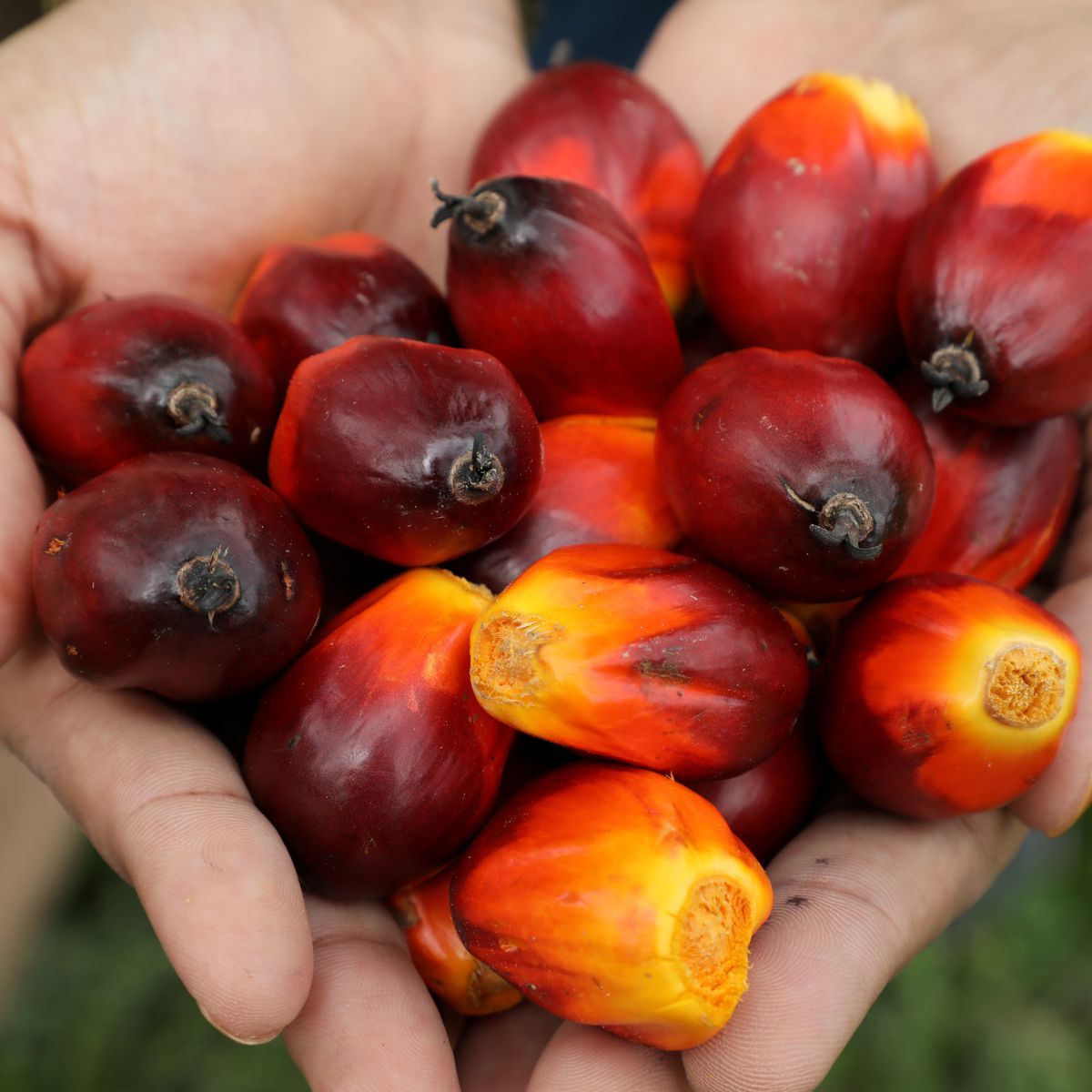1200x1200 U.S. lifts import ban on Sime Darby Plantation products