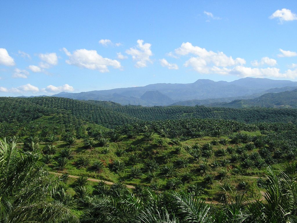 1024x768 Palm oil production in Indonesia