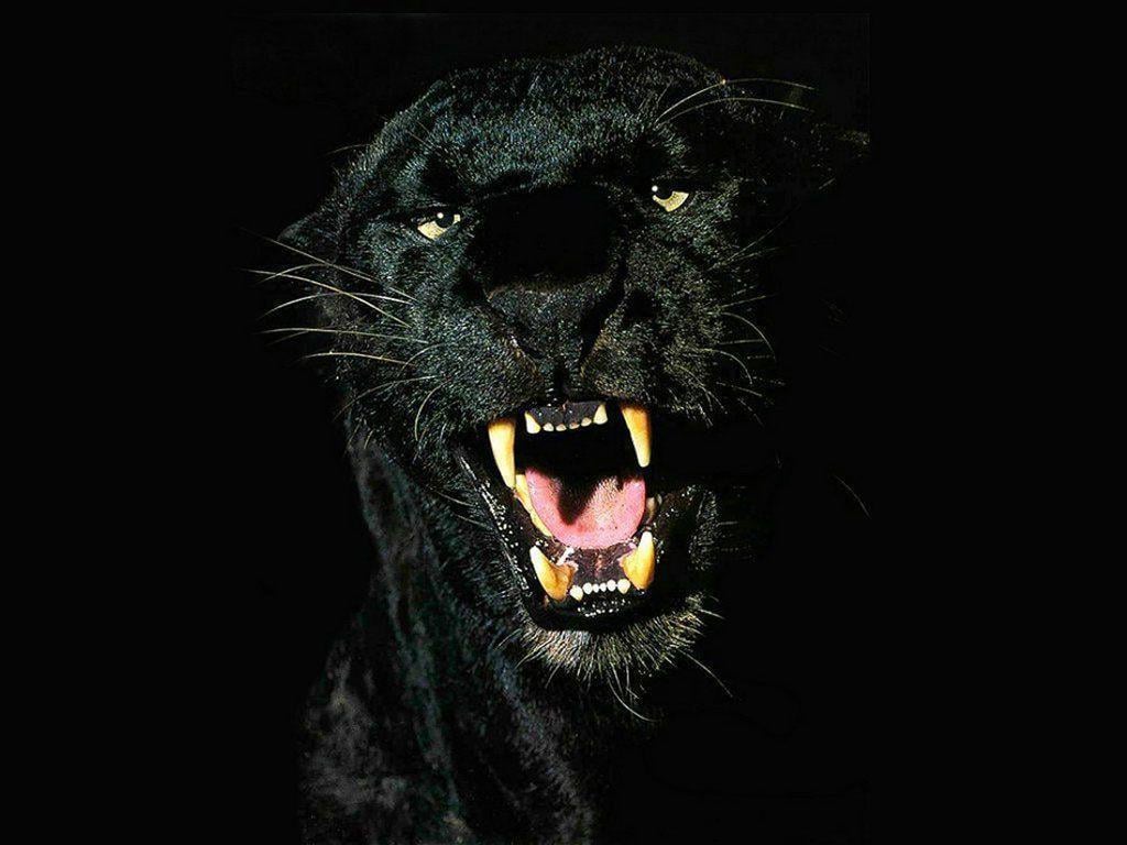 Black Jaguar Animal 4K Wallpapers - Top Free Black Jaguar Animal 4K  Backgrounds - WallpaperAccess