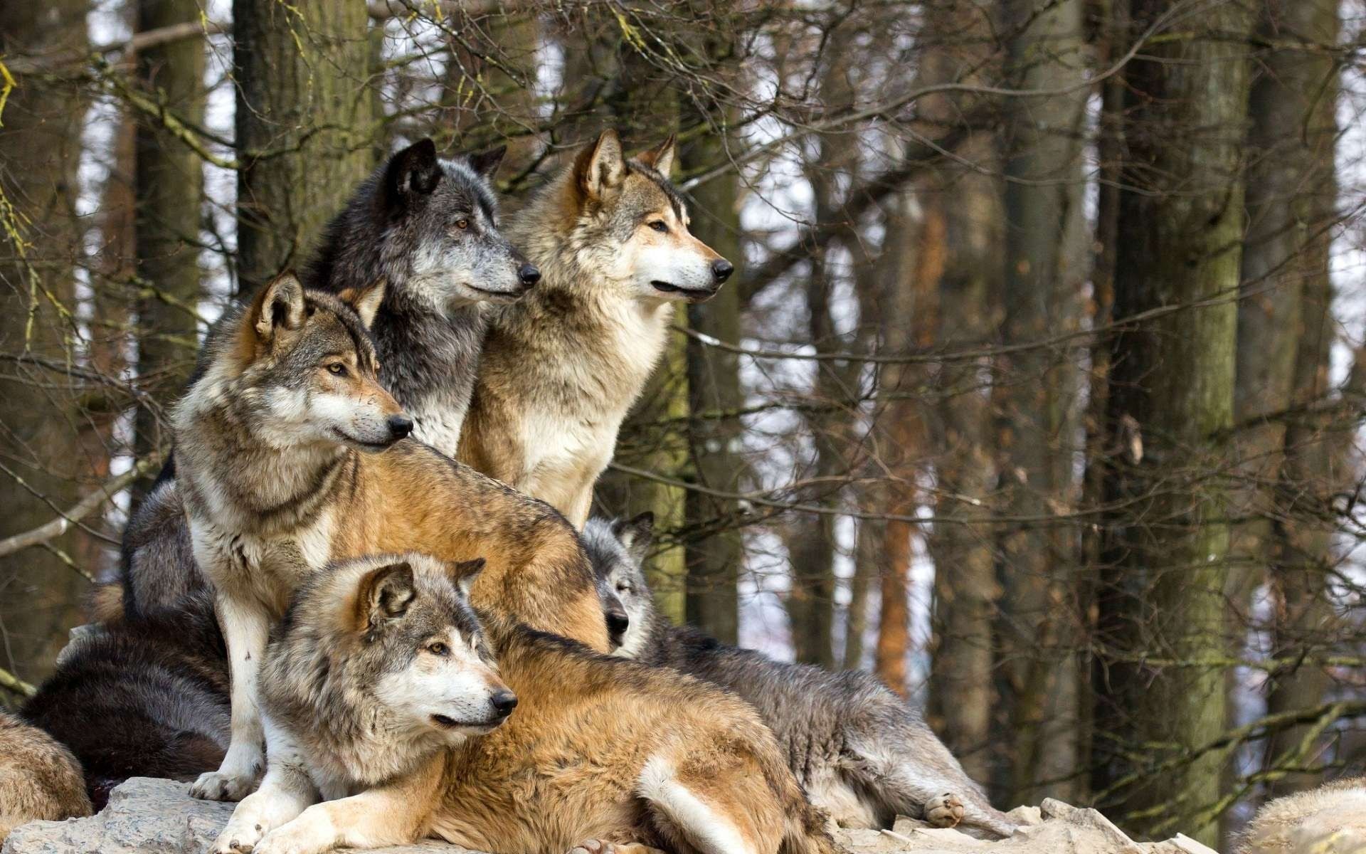1920x1200 Free download wolves more than jack loved rose more than dances with wolves loved [1920x1200] for your Desktop, Mobile & Tablet. Explore Free Wolves Wallpaper. Wolves Wallpaper, Free Wallpaper