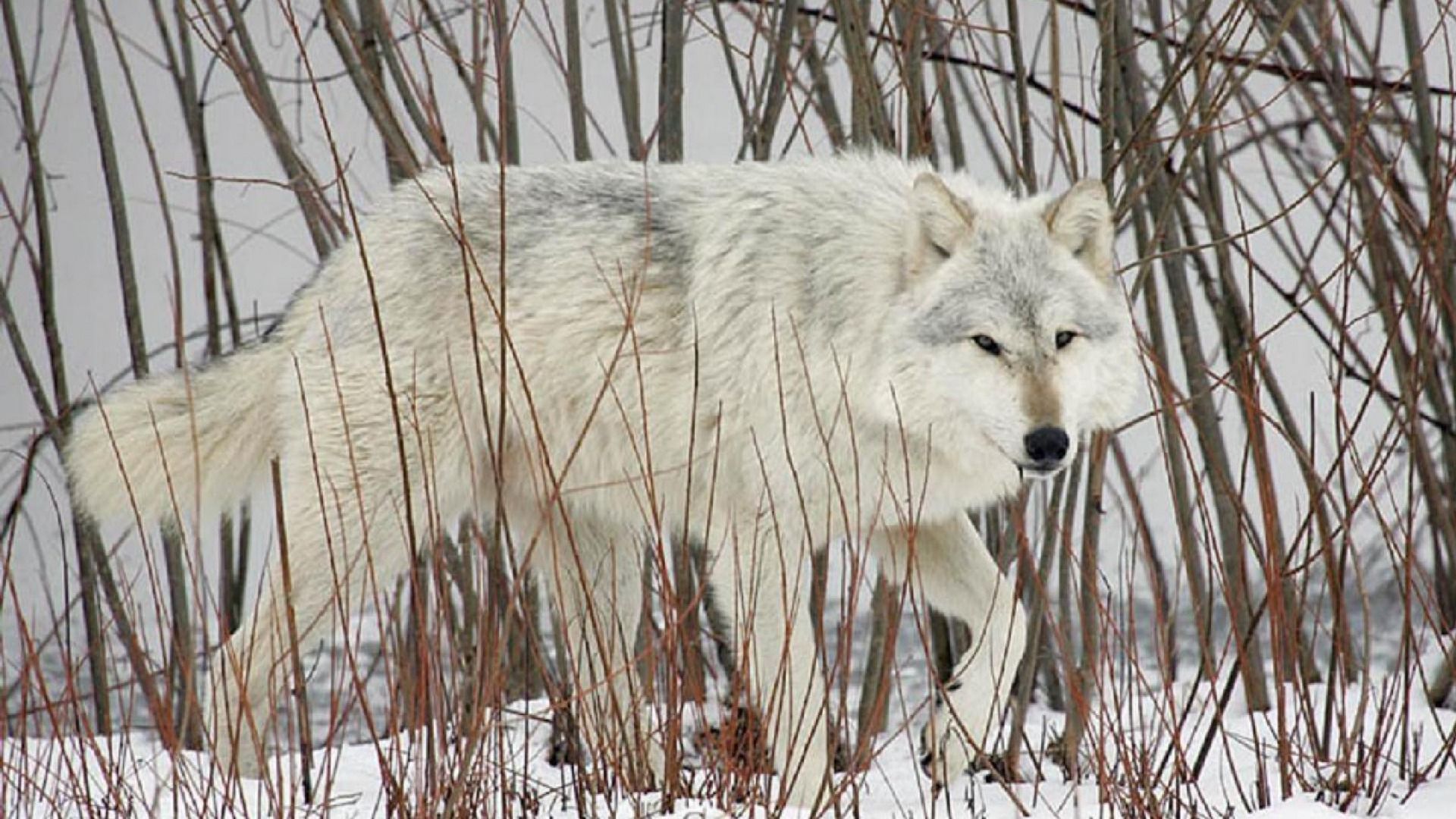 1920x1080 A wolf Nexus Wallpaper
