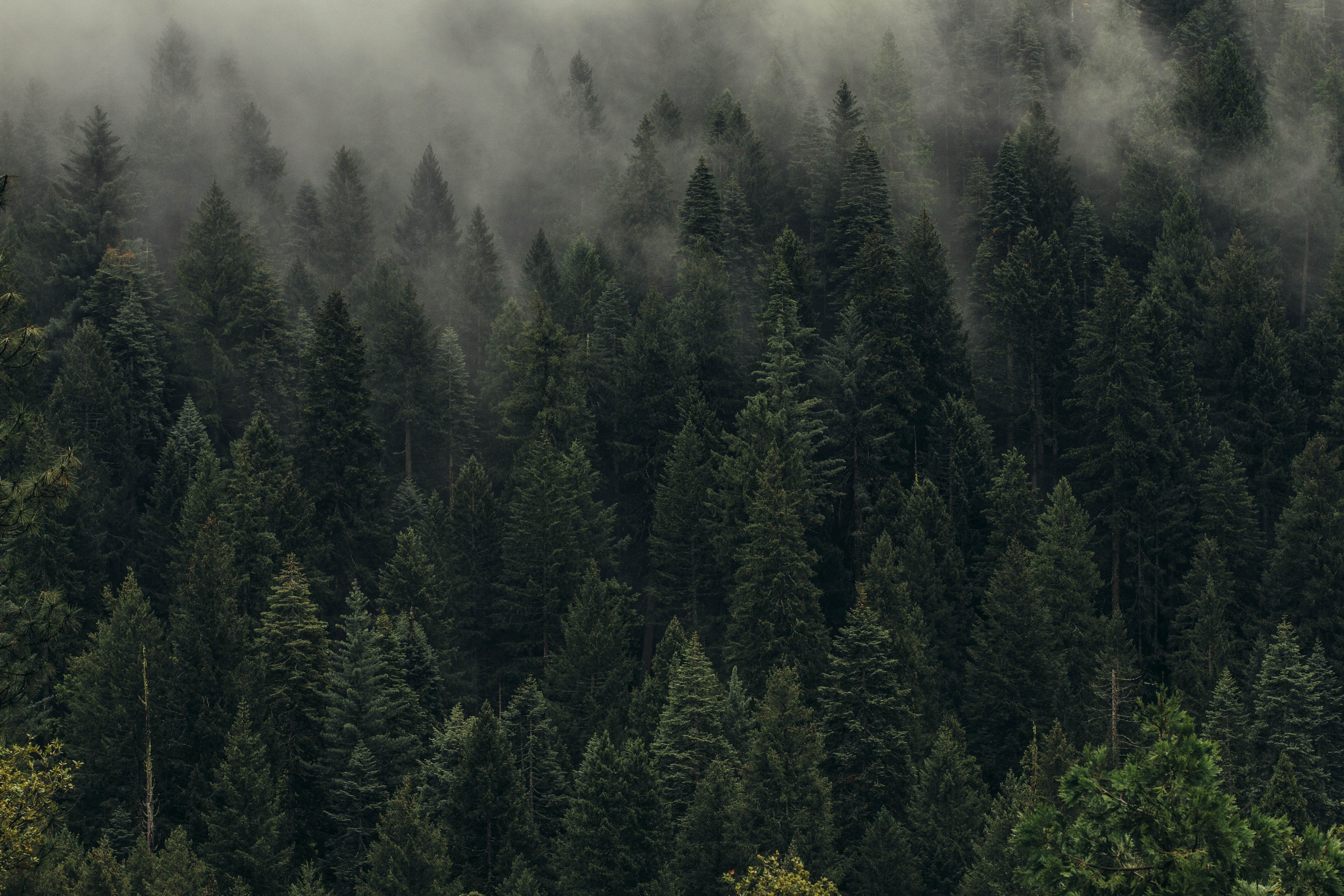 5184x3456 Mobile wallpaper: Forest, Shroud, Nature, Trees, Fog, View From Above, 72011 download the picture for free