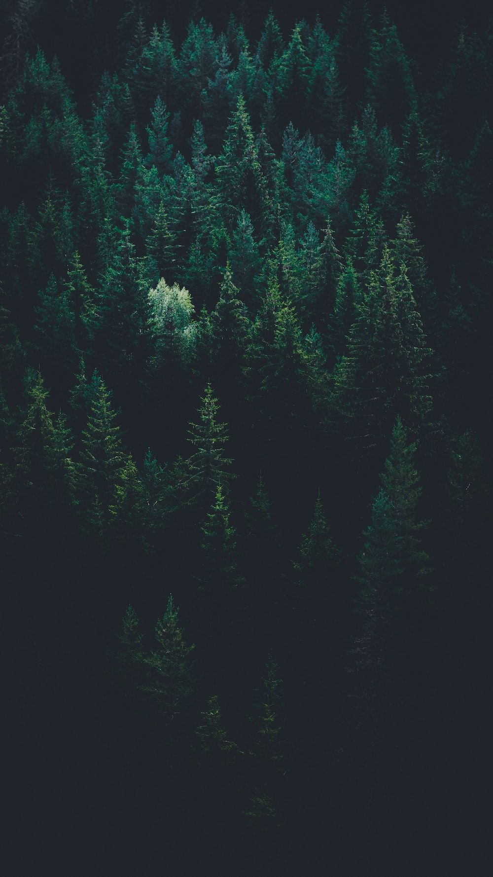 1000x1778 Forest Wallpaper: Free HD Download [HQ]