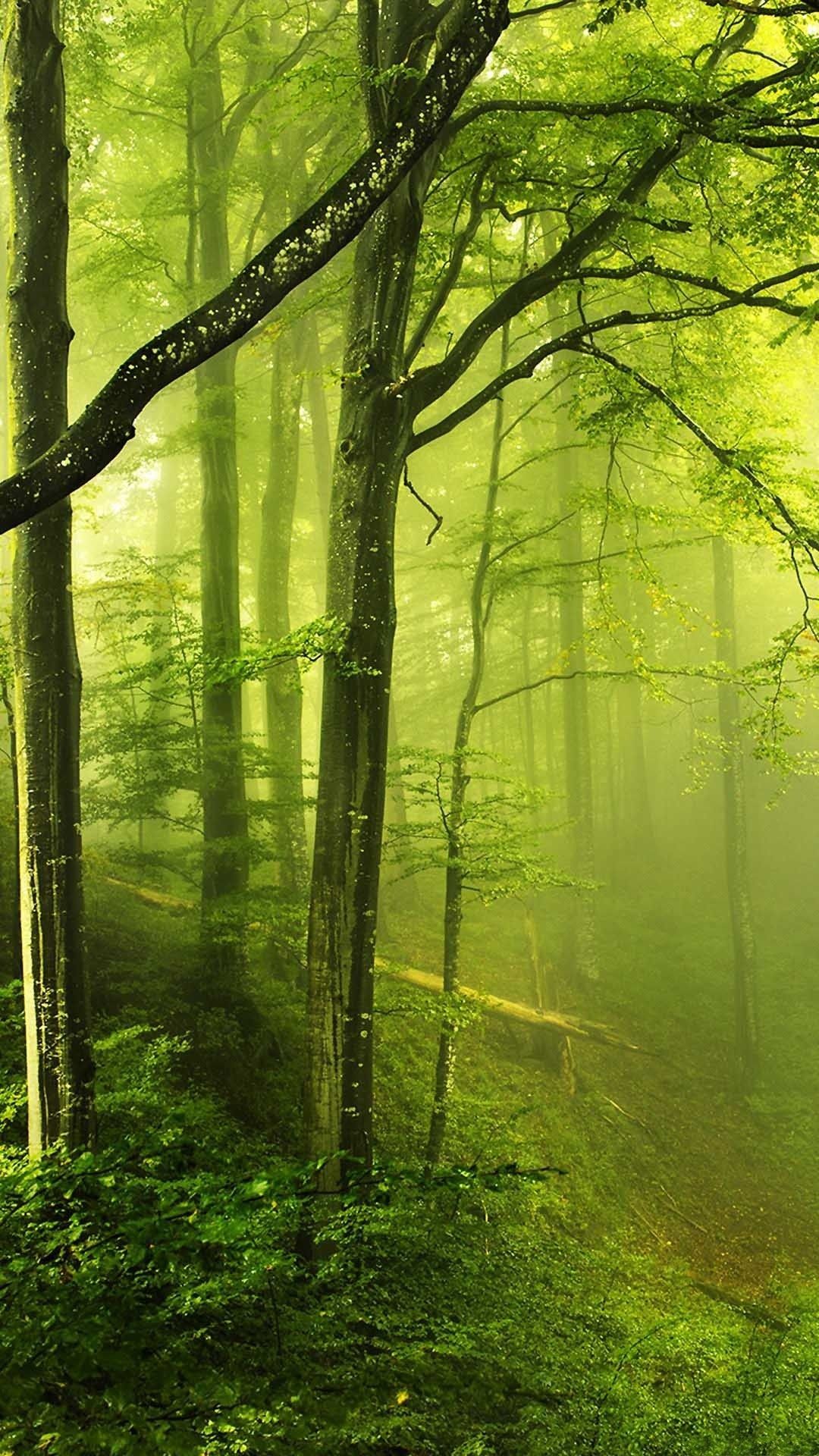 Forest Mobile Wallpapers Top Free Forest Mobile Backgrounds