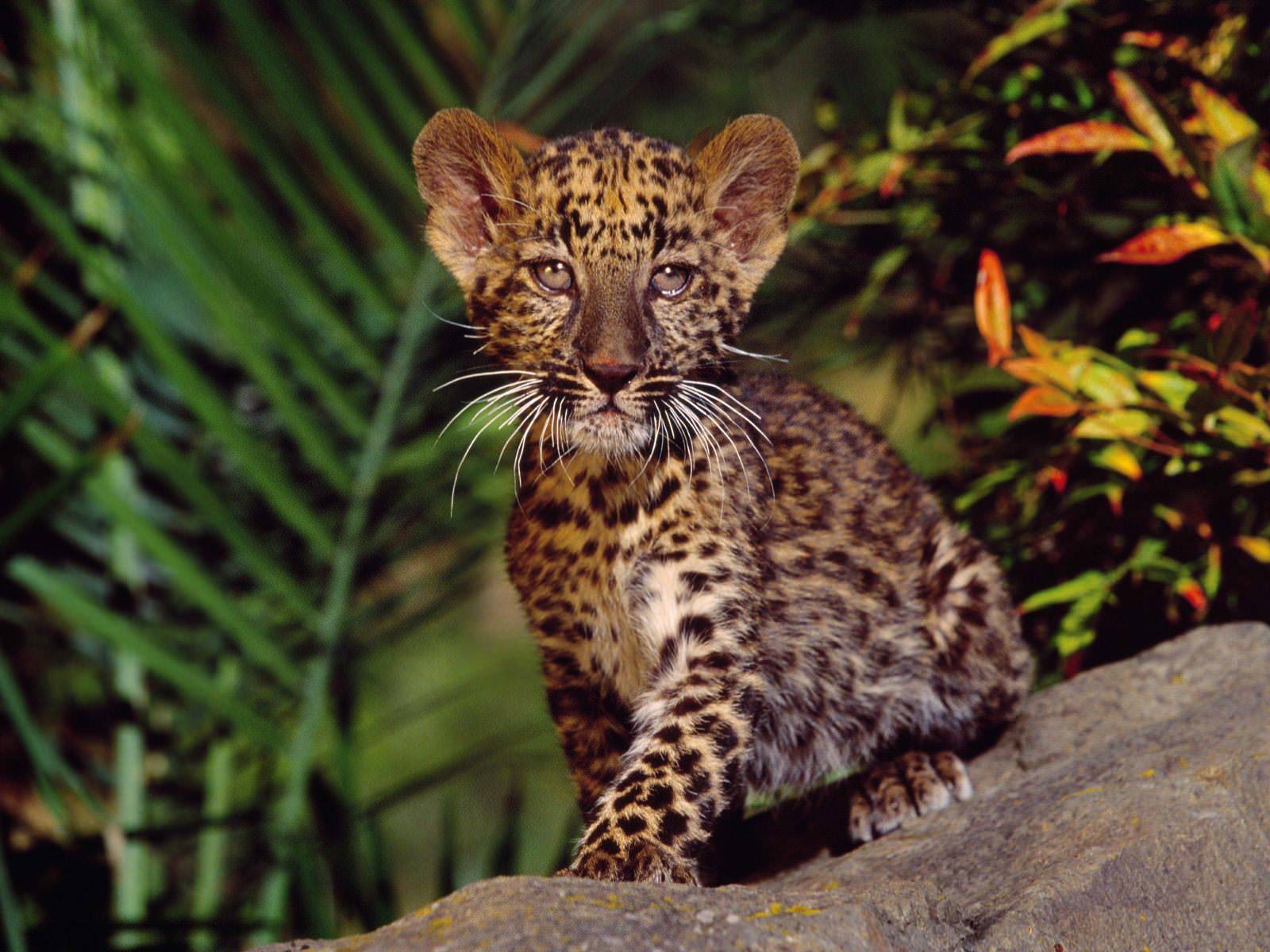 1600x1200 Free download Animals African Wallpaper Desk WallpaperTubecom [1600x1200] for your Desktop, Mobile & Tablet. Explore Africa Wallpaper Desktop. Africa Map Wallpaper, Africa Wallpaper, South Africa Wallpaper