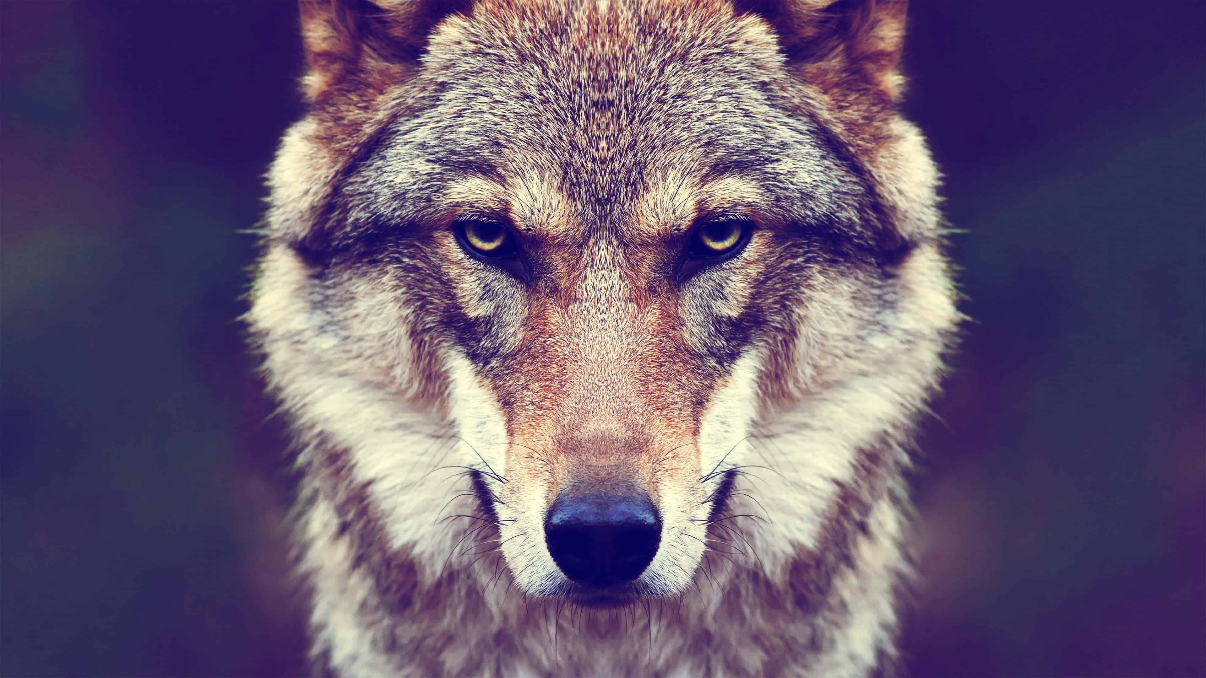 3840x2160 Timber Wolf UHD 4K Wallpaper