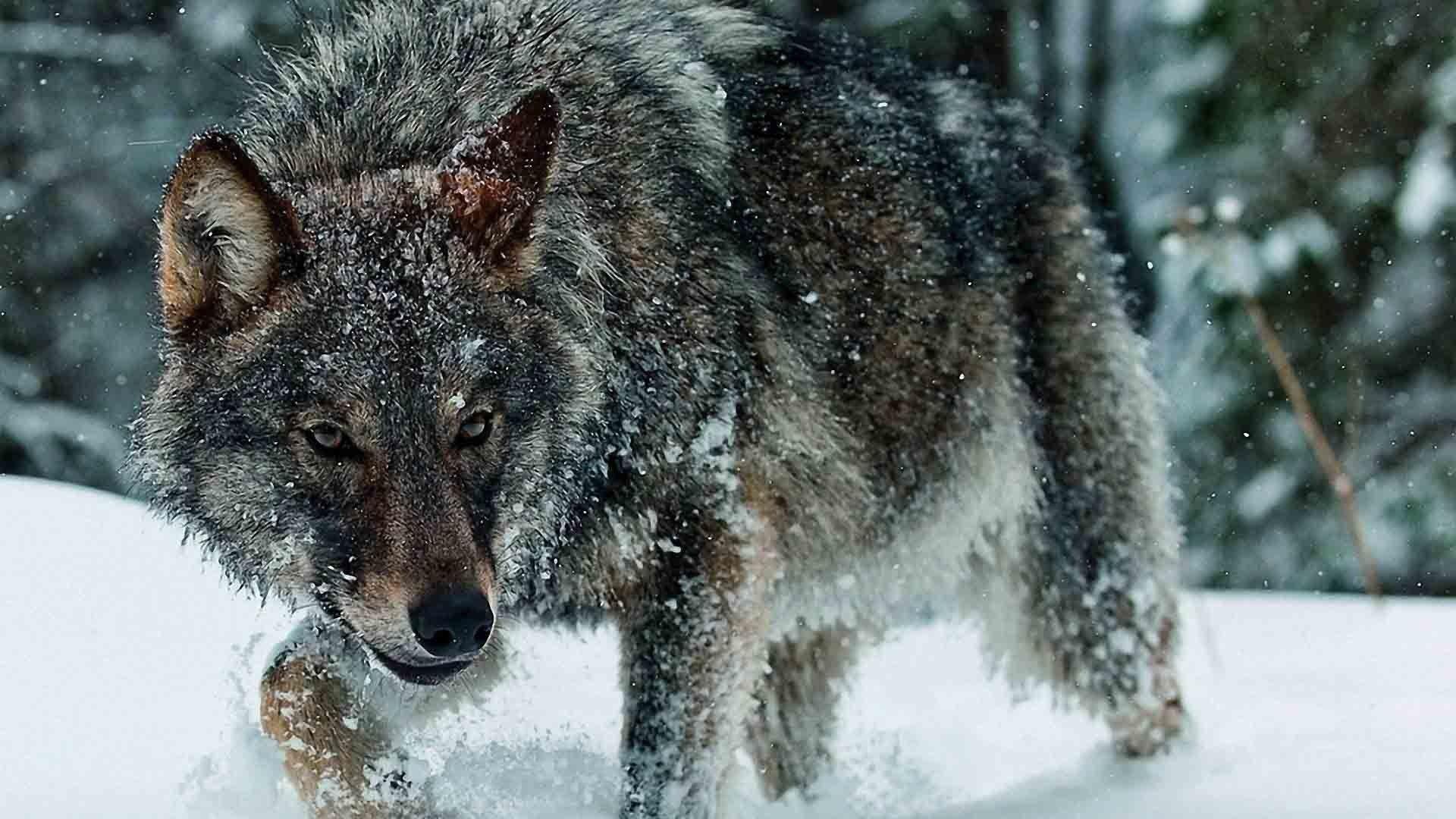 1920x1080 Timber Wolf Wallpaper