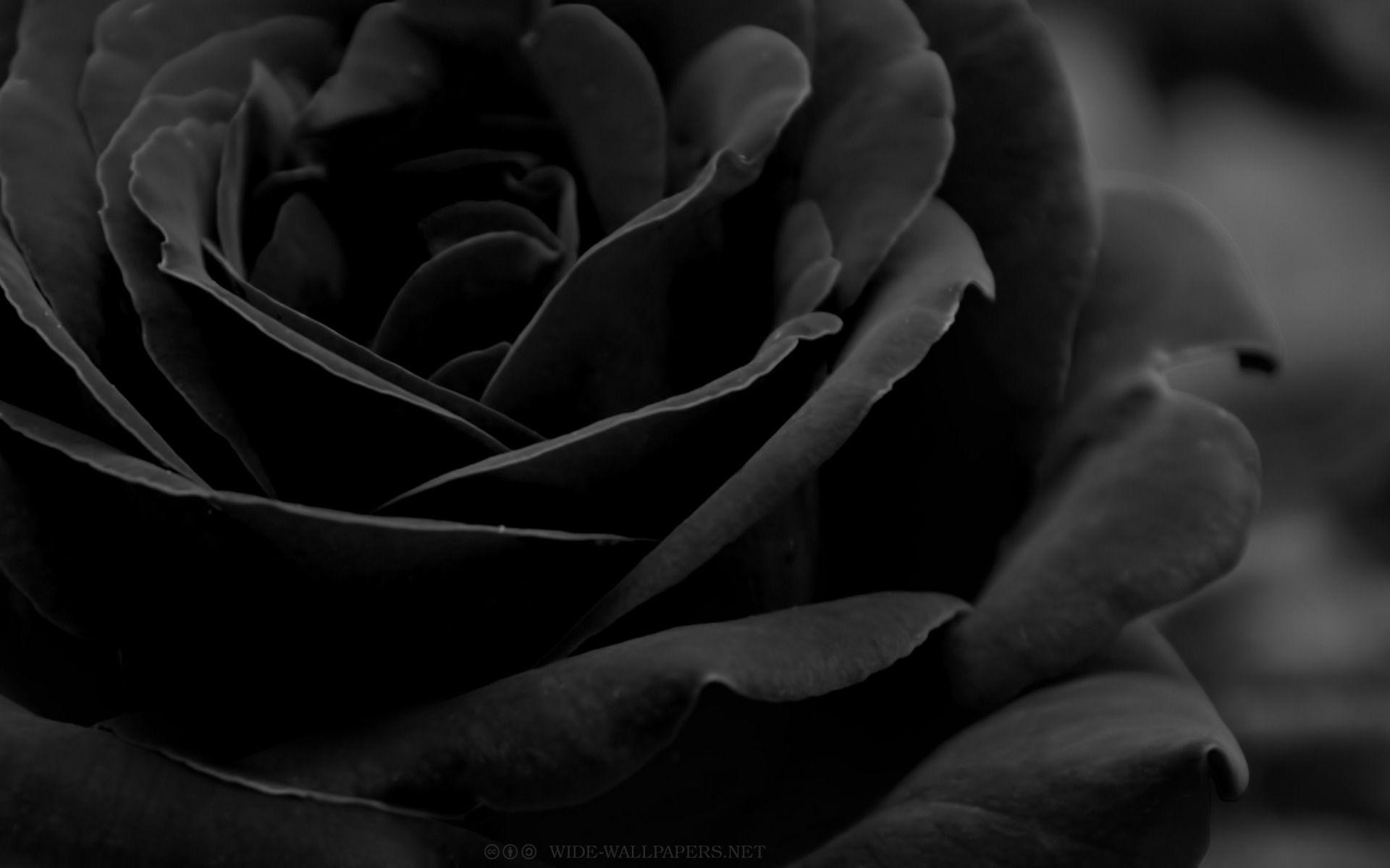 HD wallpaper Black Rose picture alluring background contrasts flowers   Wallpaper Flare