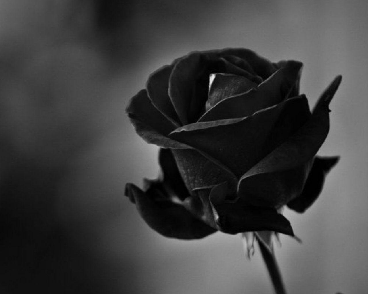 Black Rose Wallpapers - Top Free Black Rose Backgrounds - WallpaperAccess