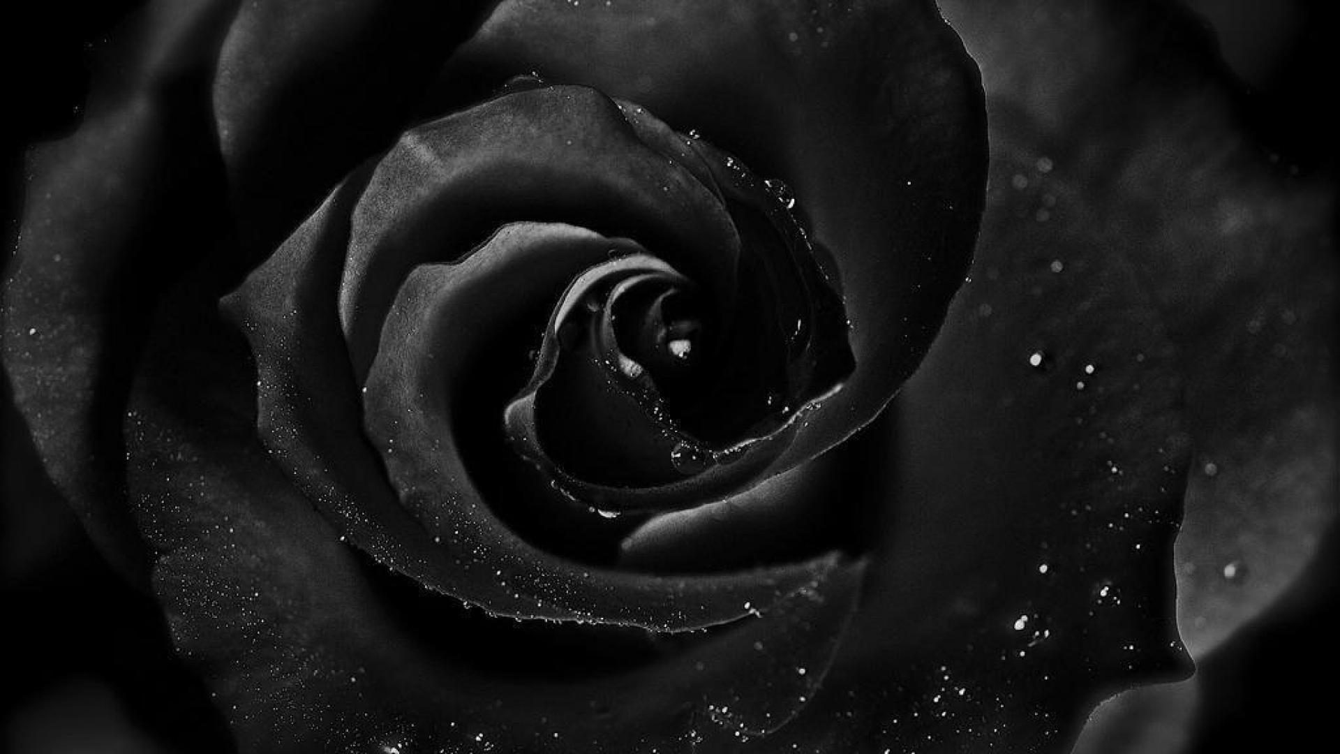  Black  Rose  Wallpapers  Top Free Black  Rose  Backgrounds 