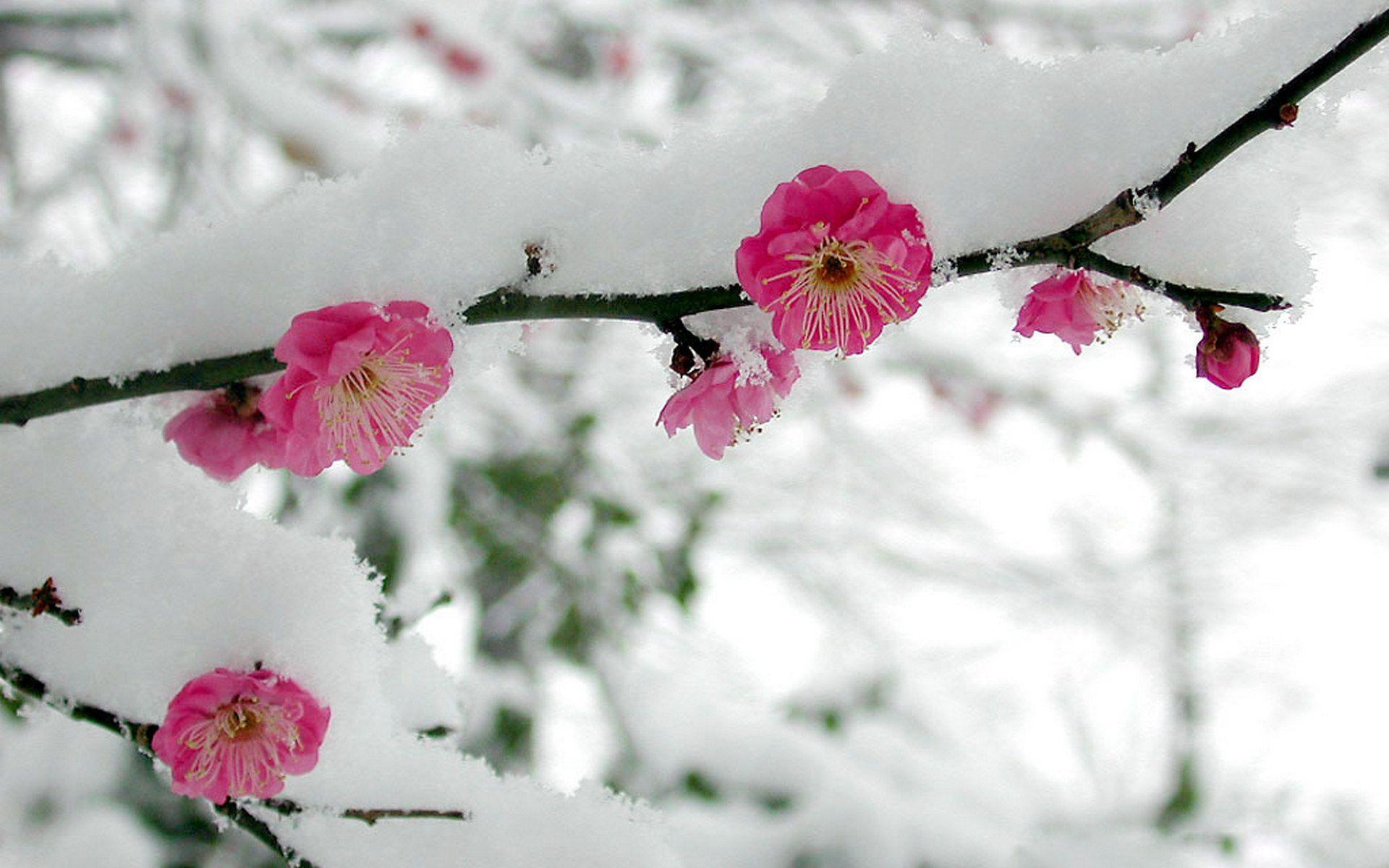 Snow Blossoms Wallpapers Top Free Snow Blossoms Backgrounds