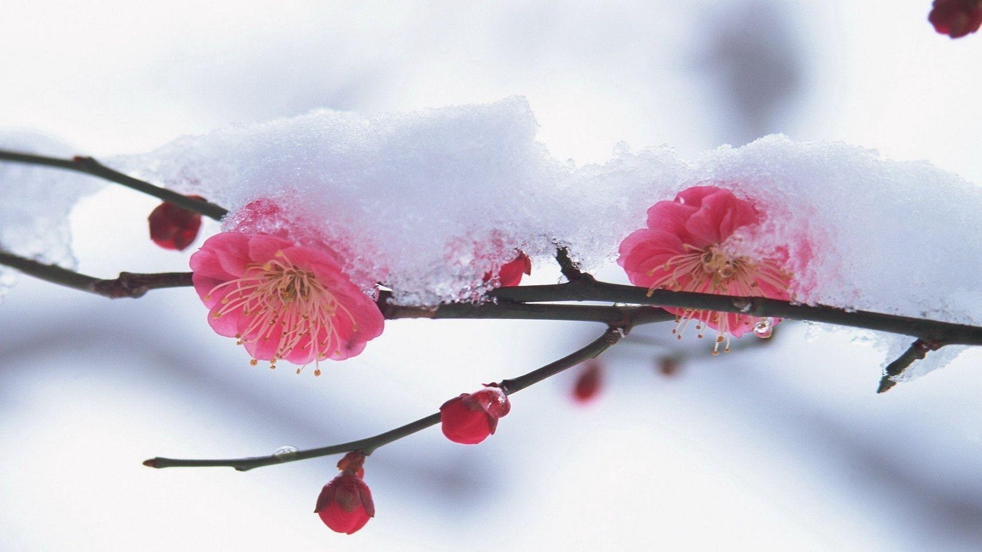 1920x1080 Download wallpaper 1920x1080 flower, plant, pink, snow, winter full