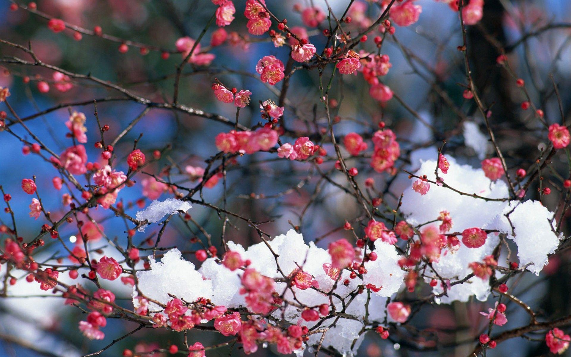 1920x1200 Japan snow cherry blossoms flowers spring pink flowers wallpaper