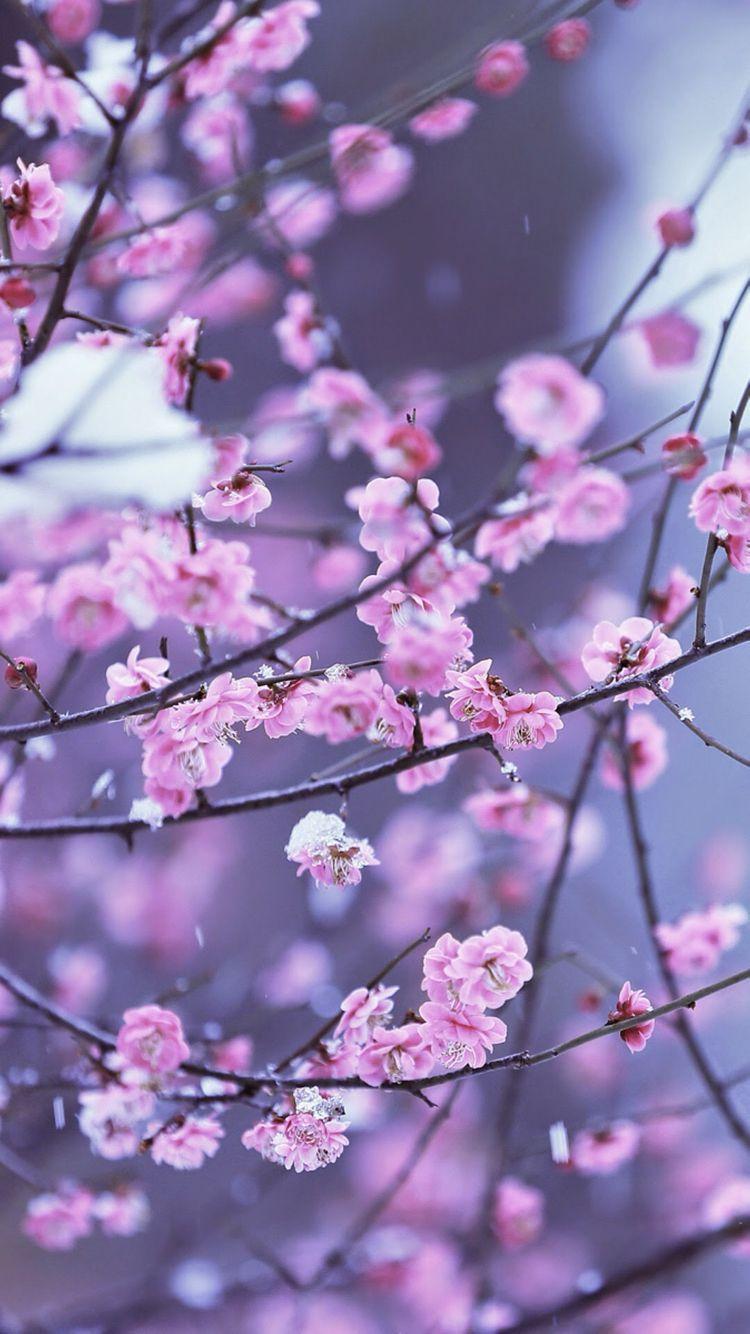 750x1334 Flowers, Wallpaper, fondos de pantalla, background cherry blossom