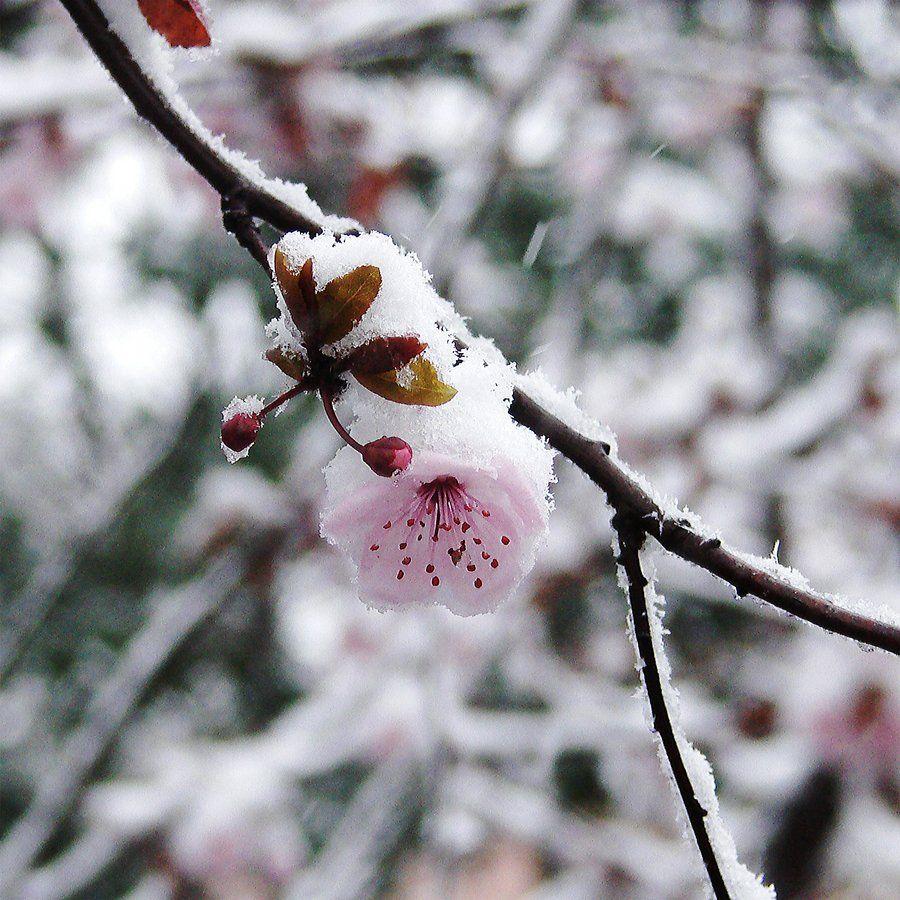 Snow blossom. Сакура в снегу. Тает снег цветы. Snowy Blossom. Burberry — Snow Blossom.